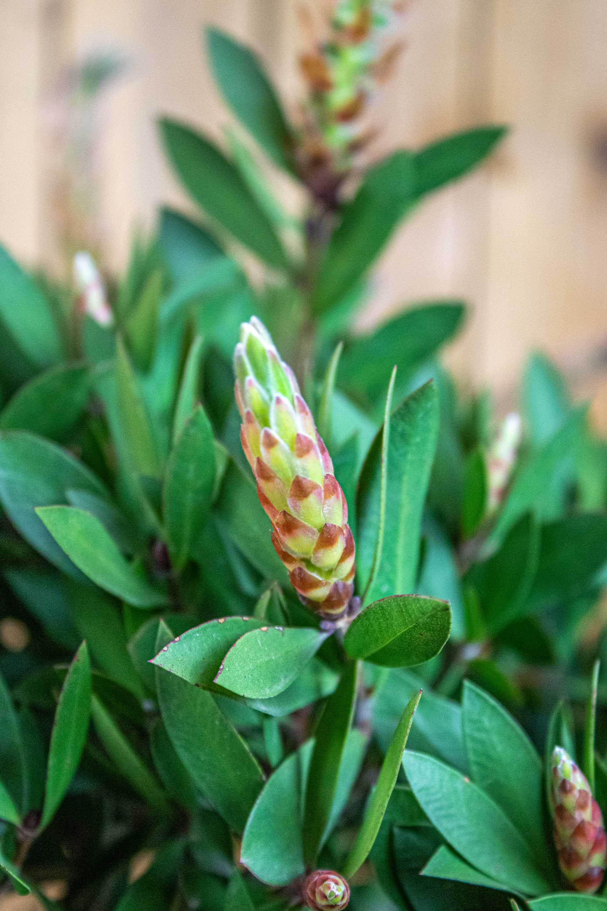 Zylinderputzer Stamm [Mezzo] - Callistemon Citrinus 