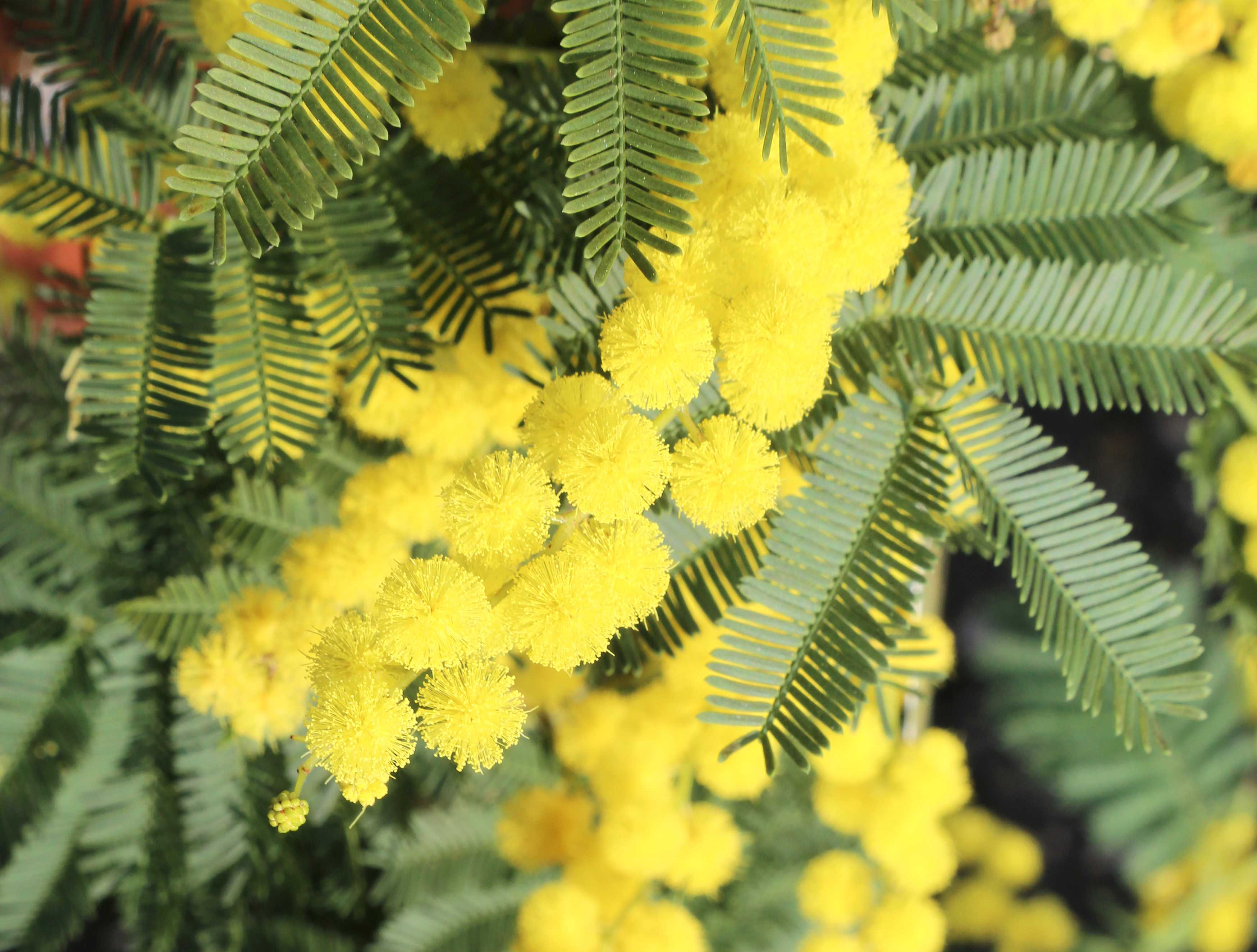 Wintermimose - Mimosa 'Gaulois Astier' - Acacia dealbata - Silberakazie