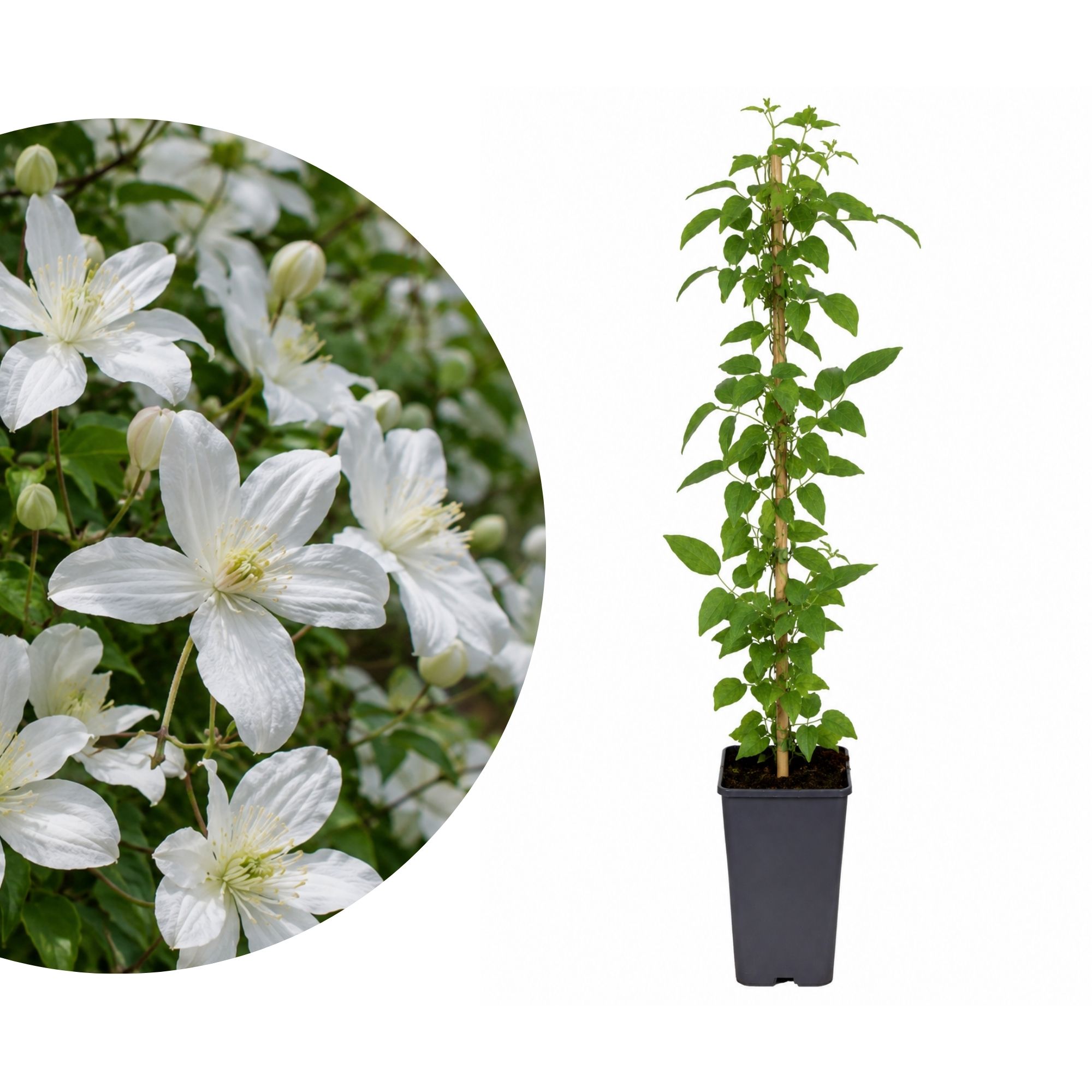 Berg-Waldrebe 'Grandiflora' - Clematis Montana Grandiflora