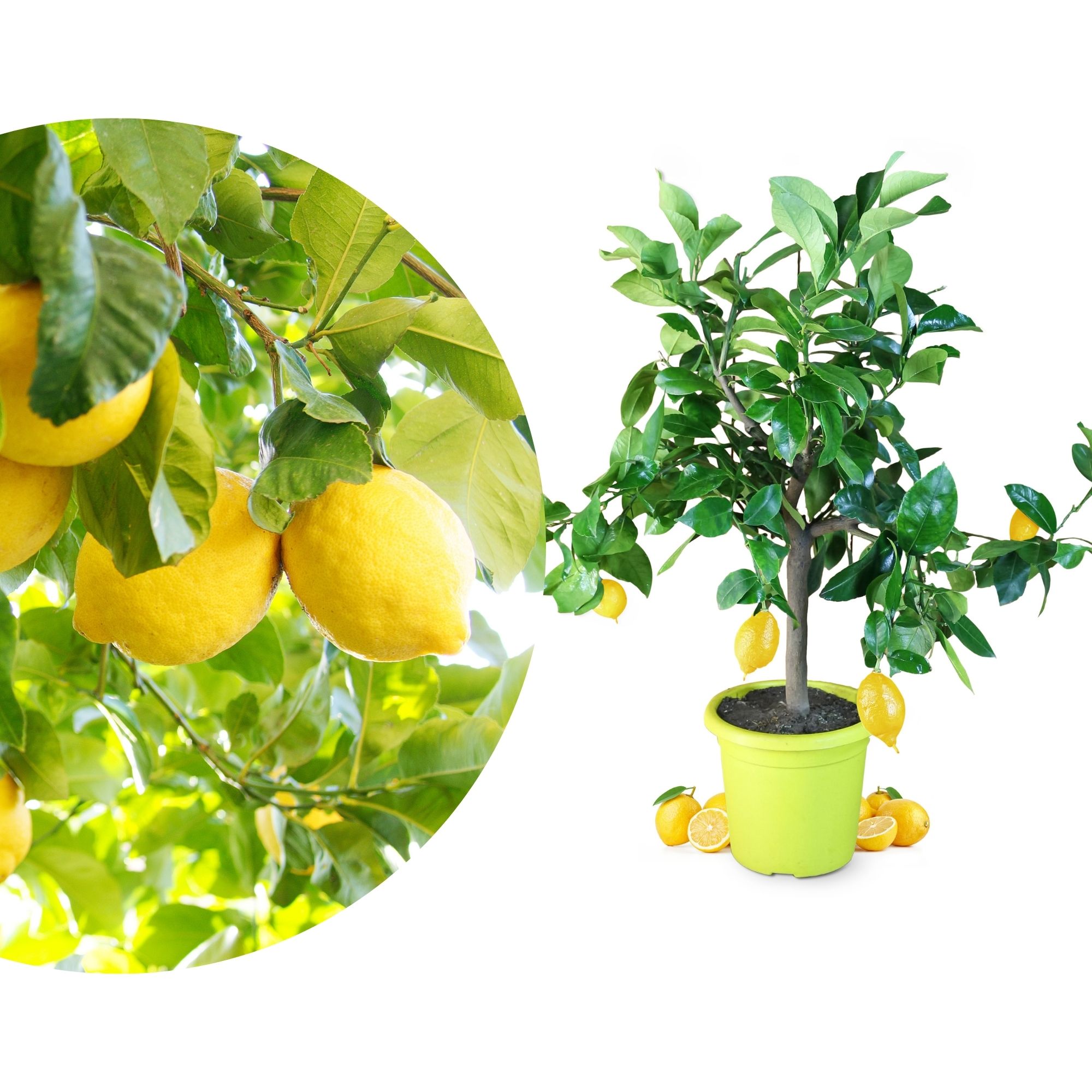 Zitronenbaum [Piccolo]  - Citrus limon - echte Zitrone