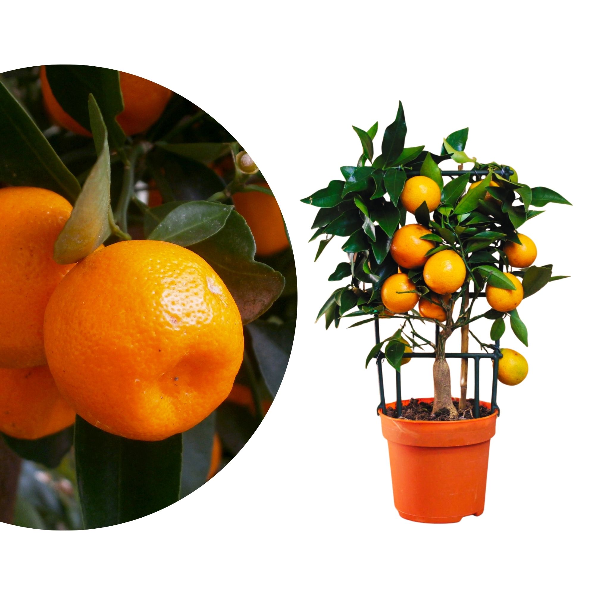 Calamondin Spalier [Piccolino]