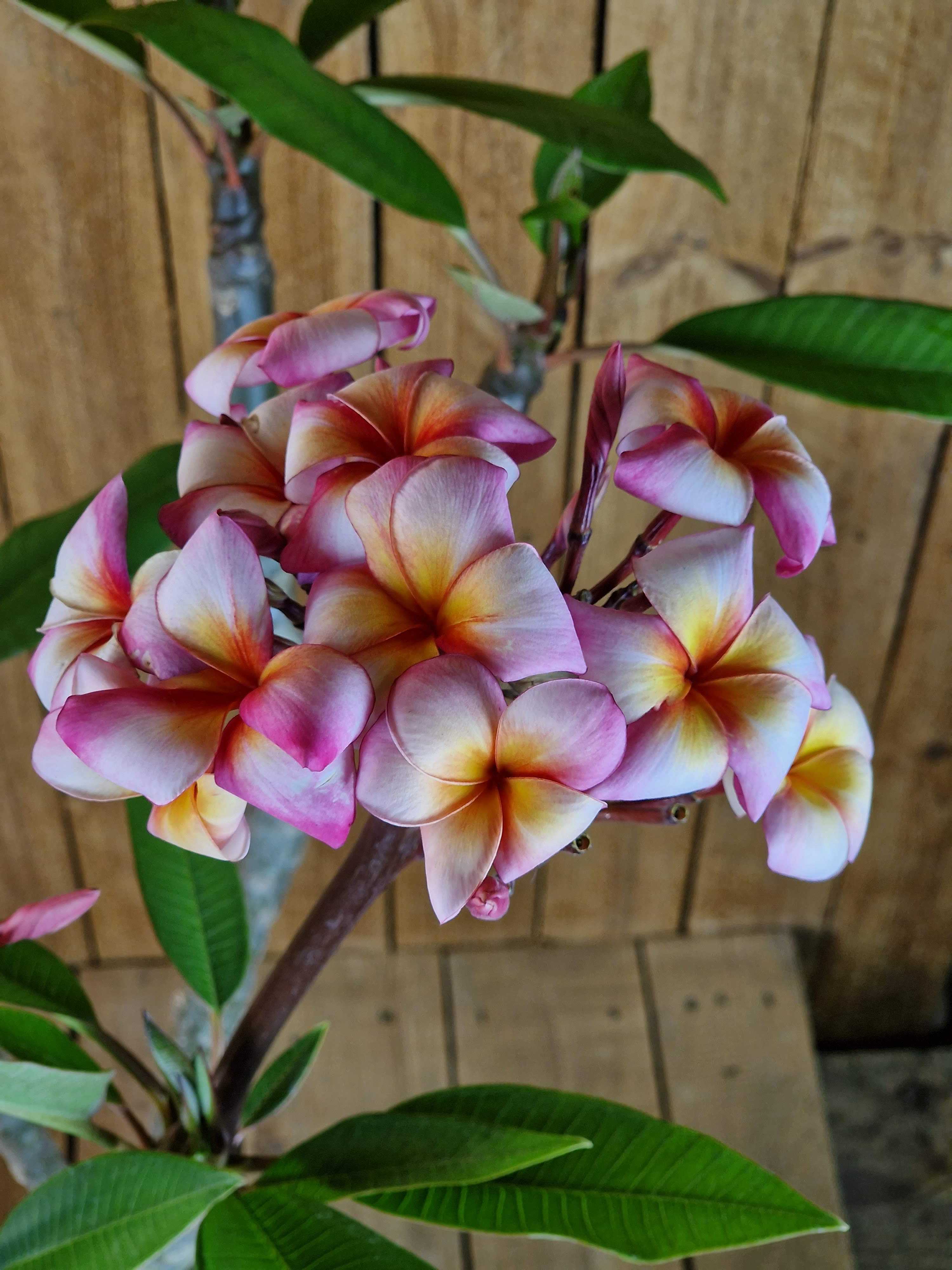 Frangipani "Thumalina" Ø 20  - Plumeria rubra - Pomelia