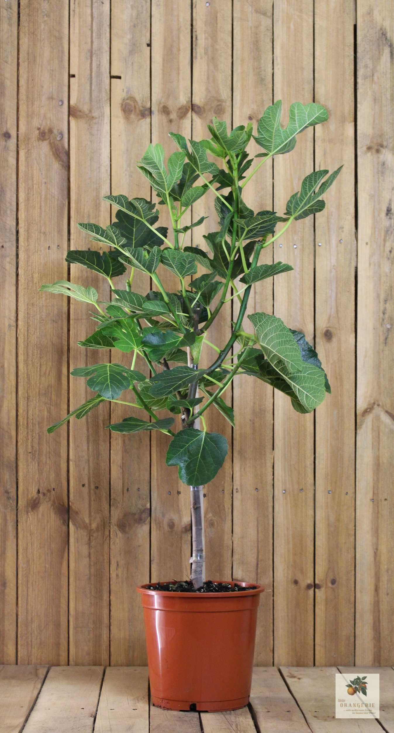 Feige Stämmchen Mezzo - Ficus Carica "Bornholm" - Bornholmfeige - besonders winterhart