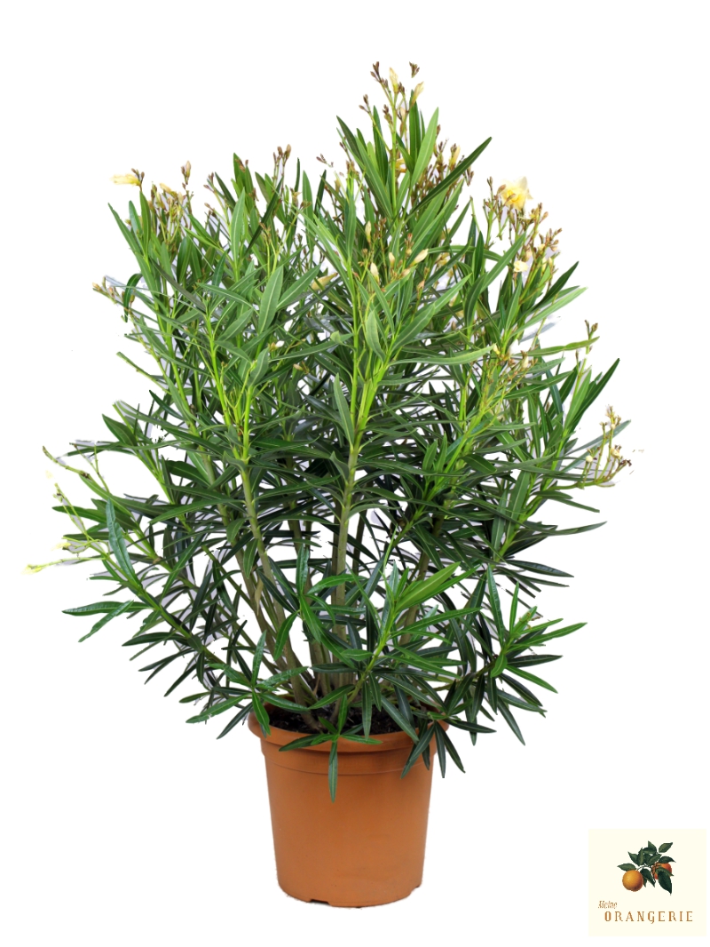 Gelber Oleander 'Luteum Plenum'
