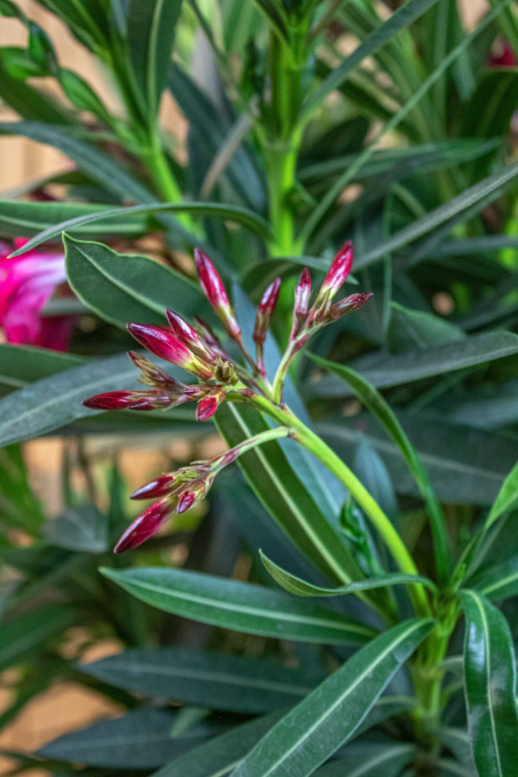Roter Oleander 'Jannoch'
