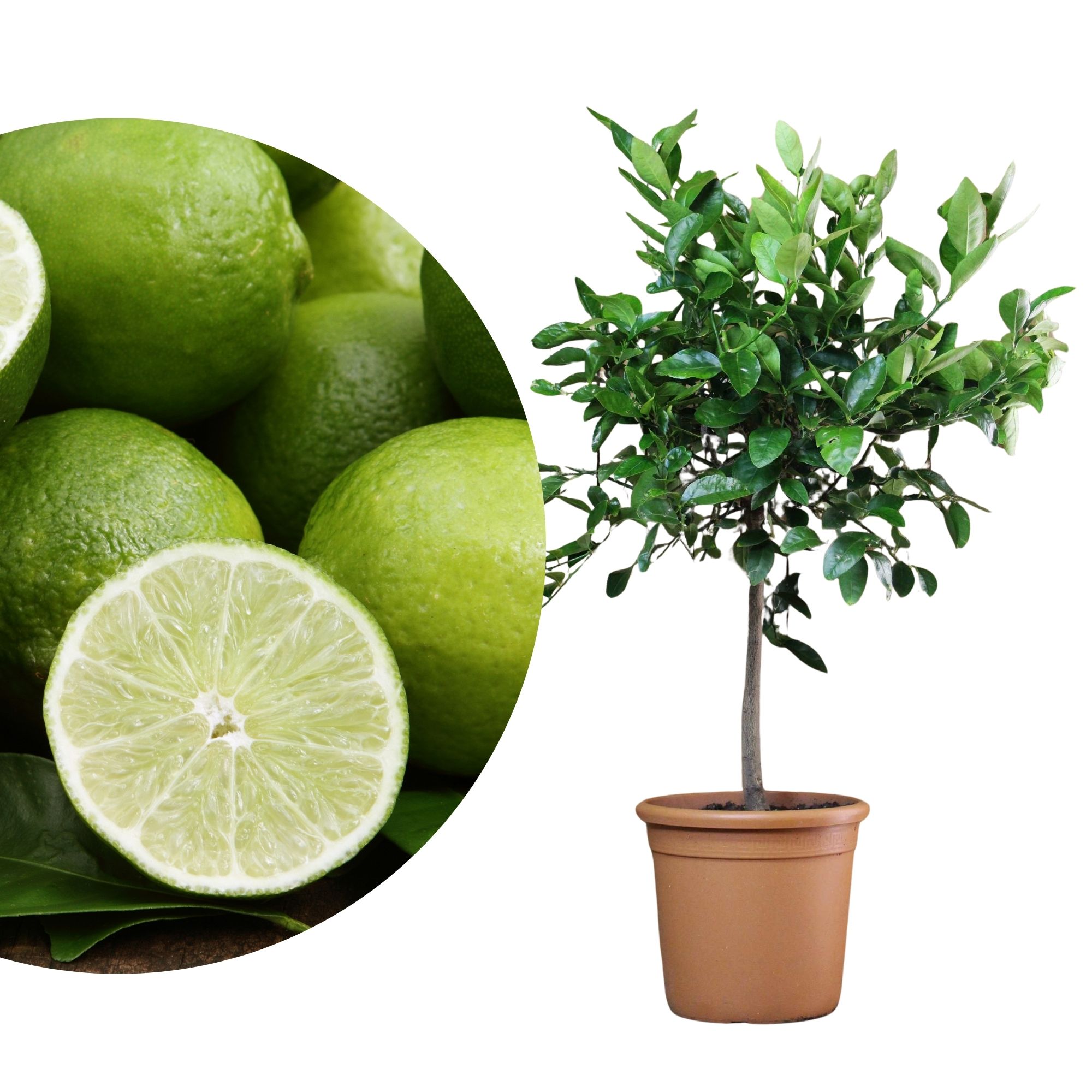 Mexikanische Limette [Molto Grande]  - Echte Limette - Key Lime - Caipirinha Limette