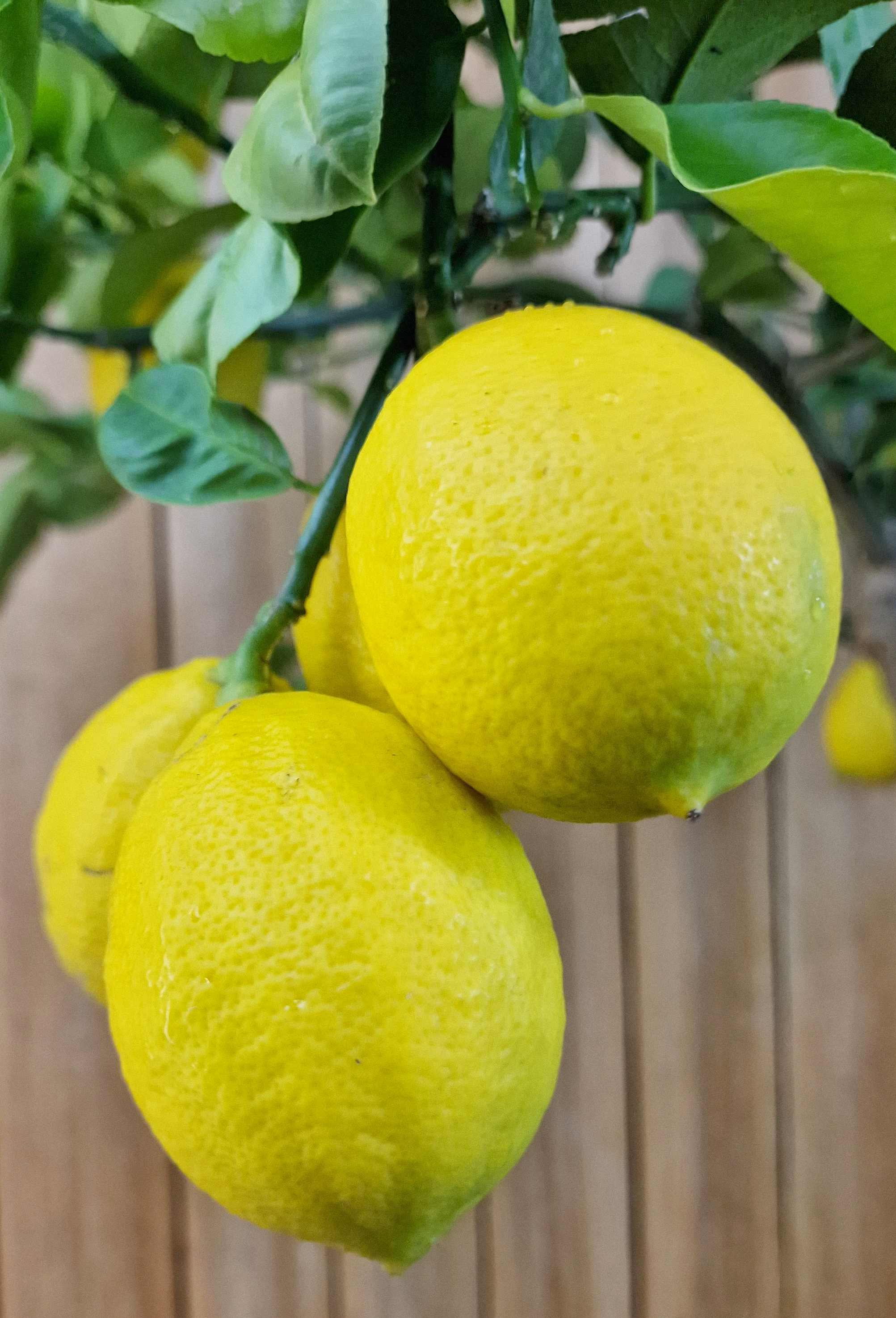 Meyer Zitrone - Citrus Limon 'meyeri' - Meyer Lemon