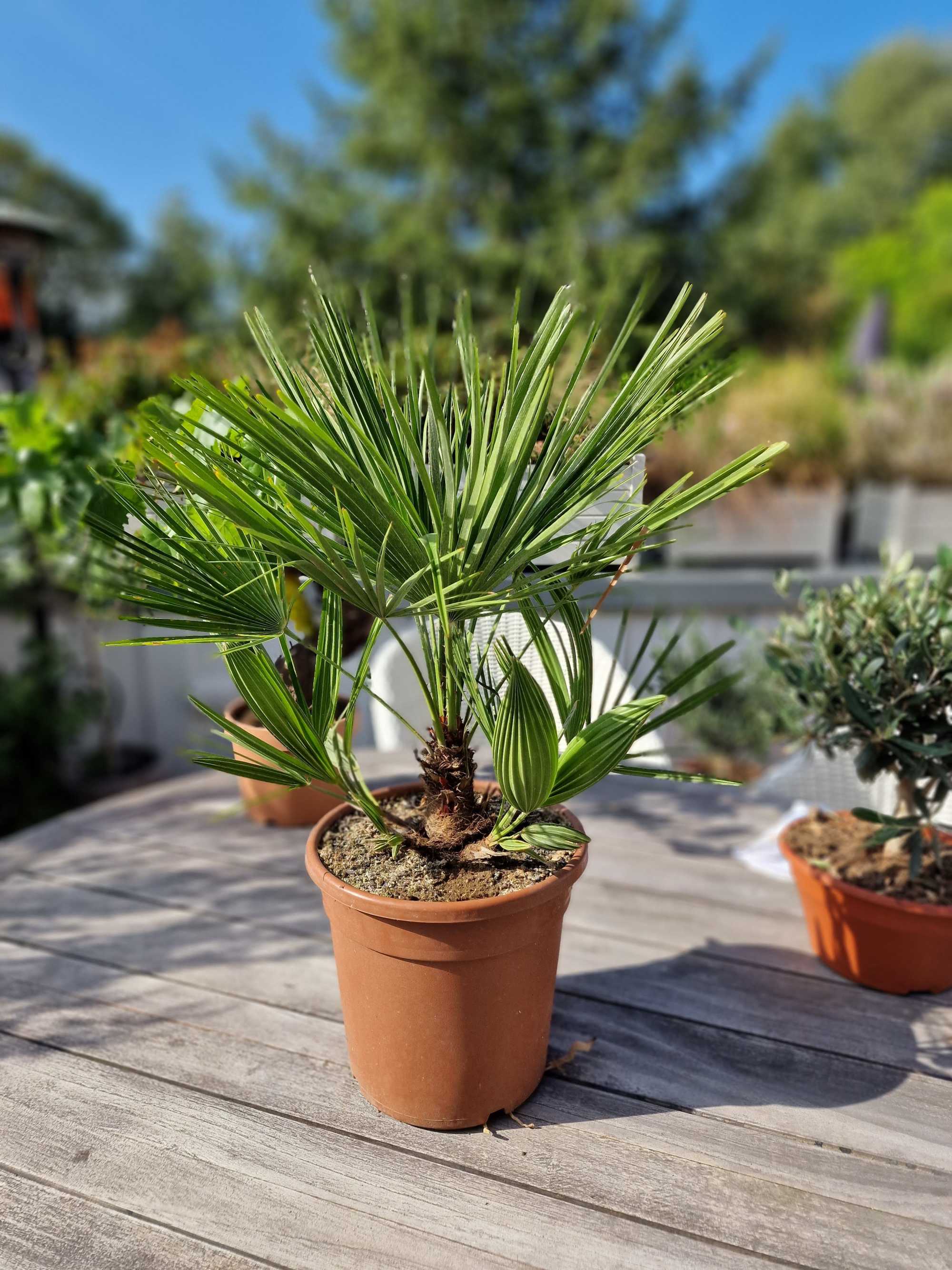 Mittelmeerpalme [Mezzo] - Zwergpalme -  Chamaerops Humilis