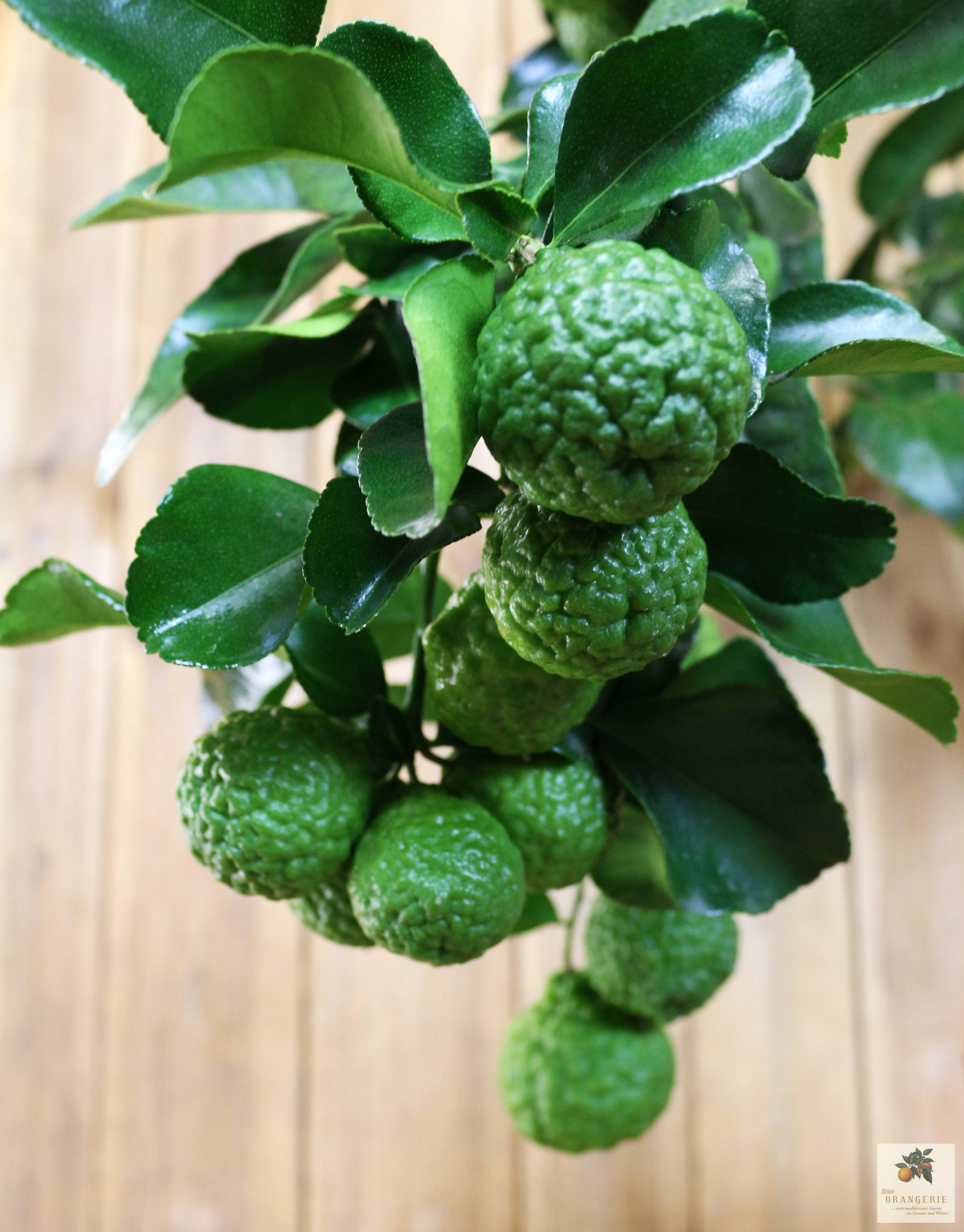 Kaffir Limette [Mezzo] - Citrus hystrix - Papeda - Kaffernlimette