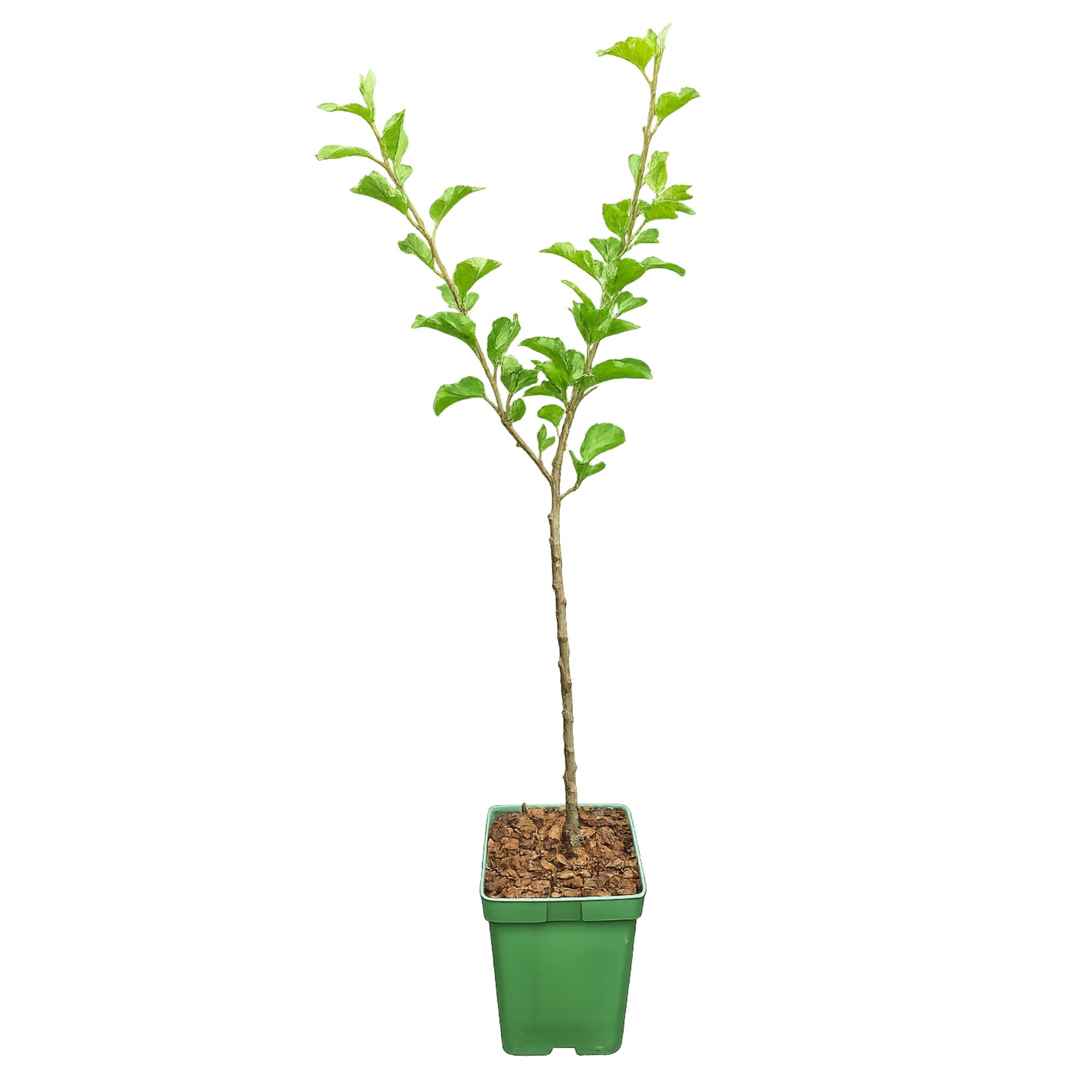 BIO Zwergobst Stämmchen Apfel 'Elstar' - Zwergapfel - Apfelbaum - Malus Domestica Elstar