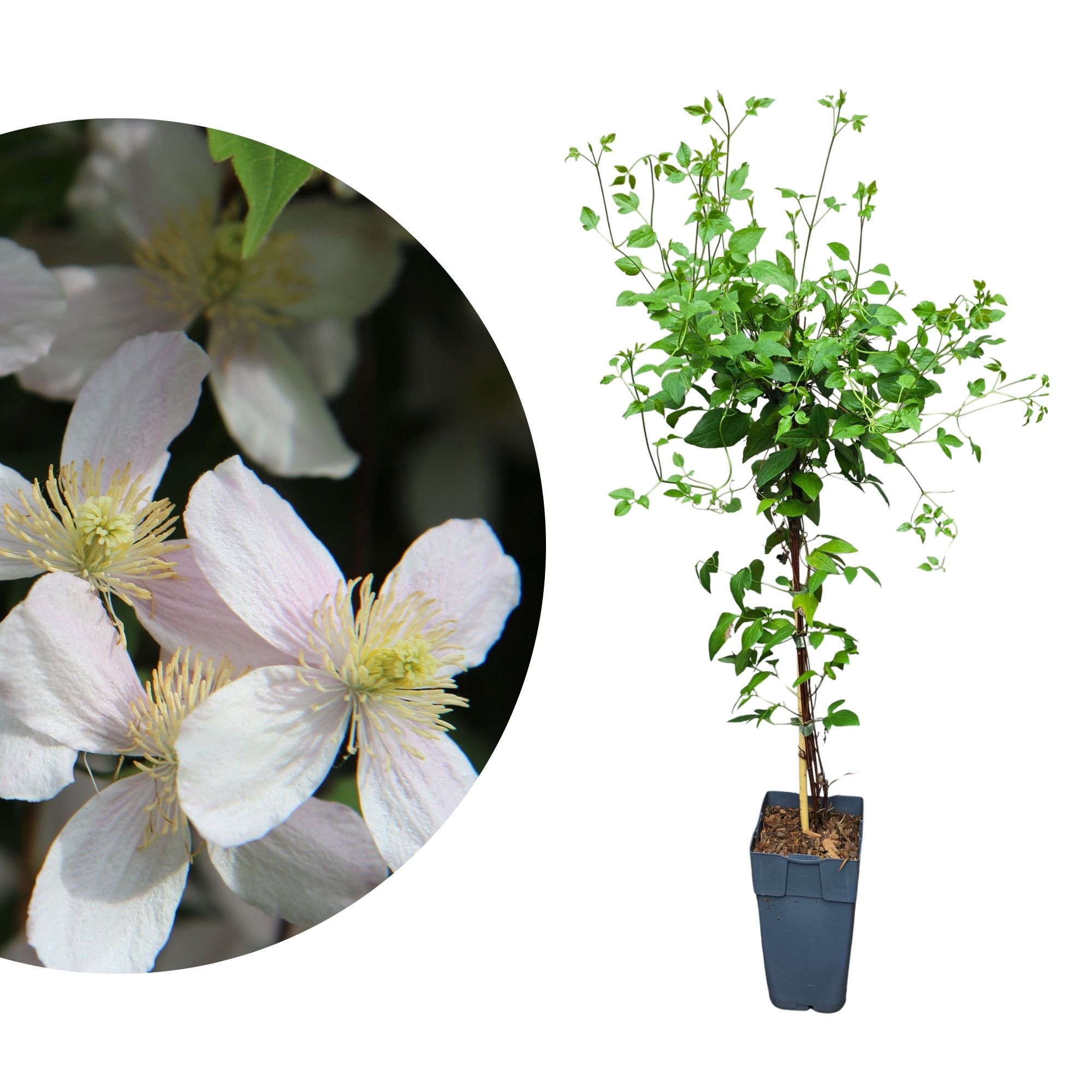 Immergrüne Waldrebe 'Apple Blossom' - Clematis armandii Apple Blossom