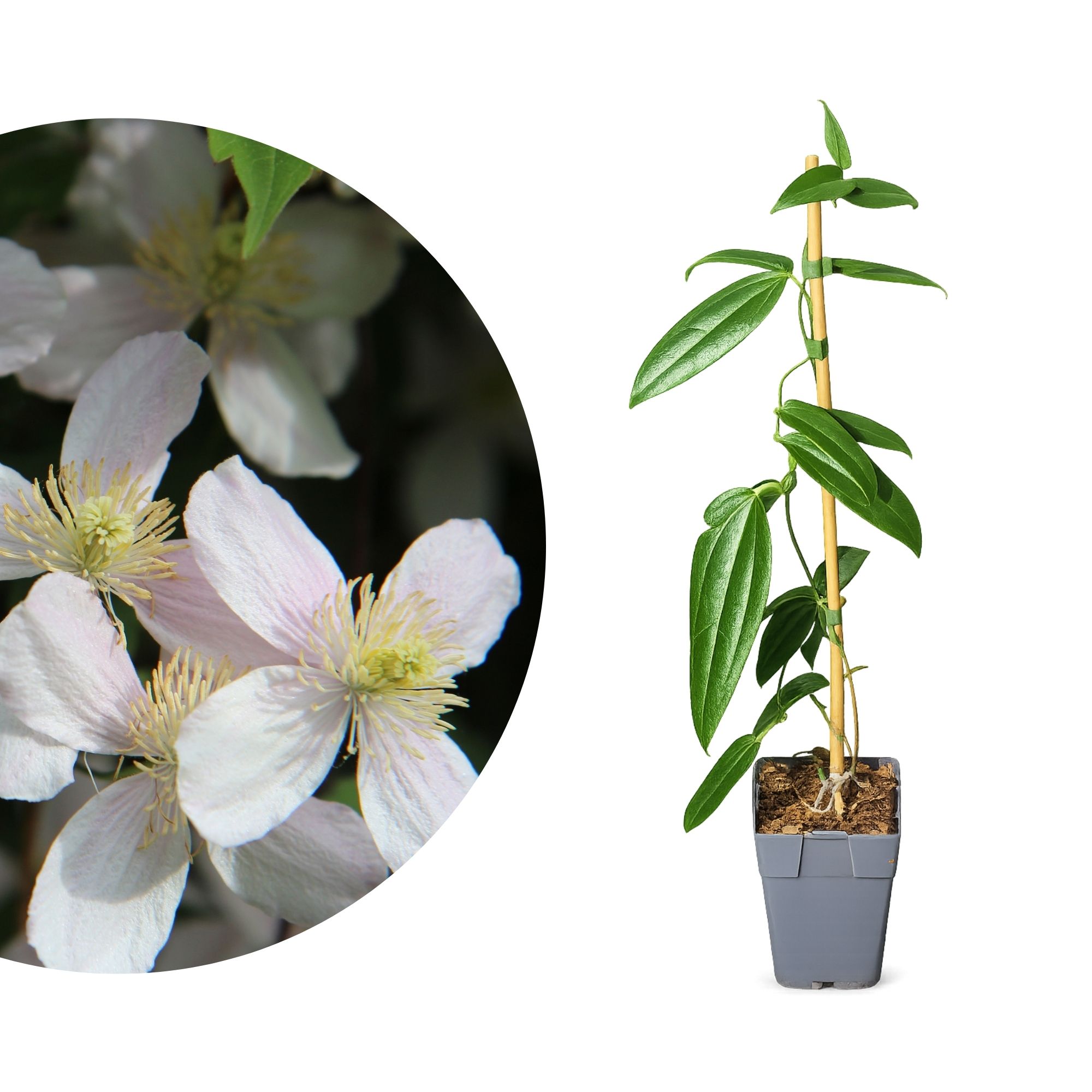Immergrüne Waldrebe 'Apple Blossom' - Clematis armandii Apple Blossom