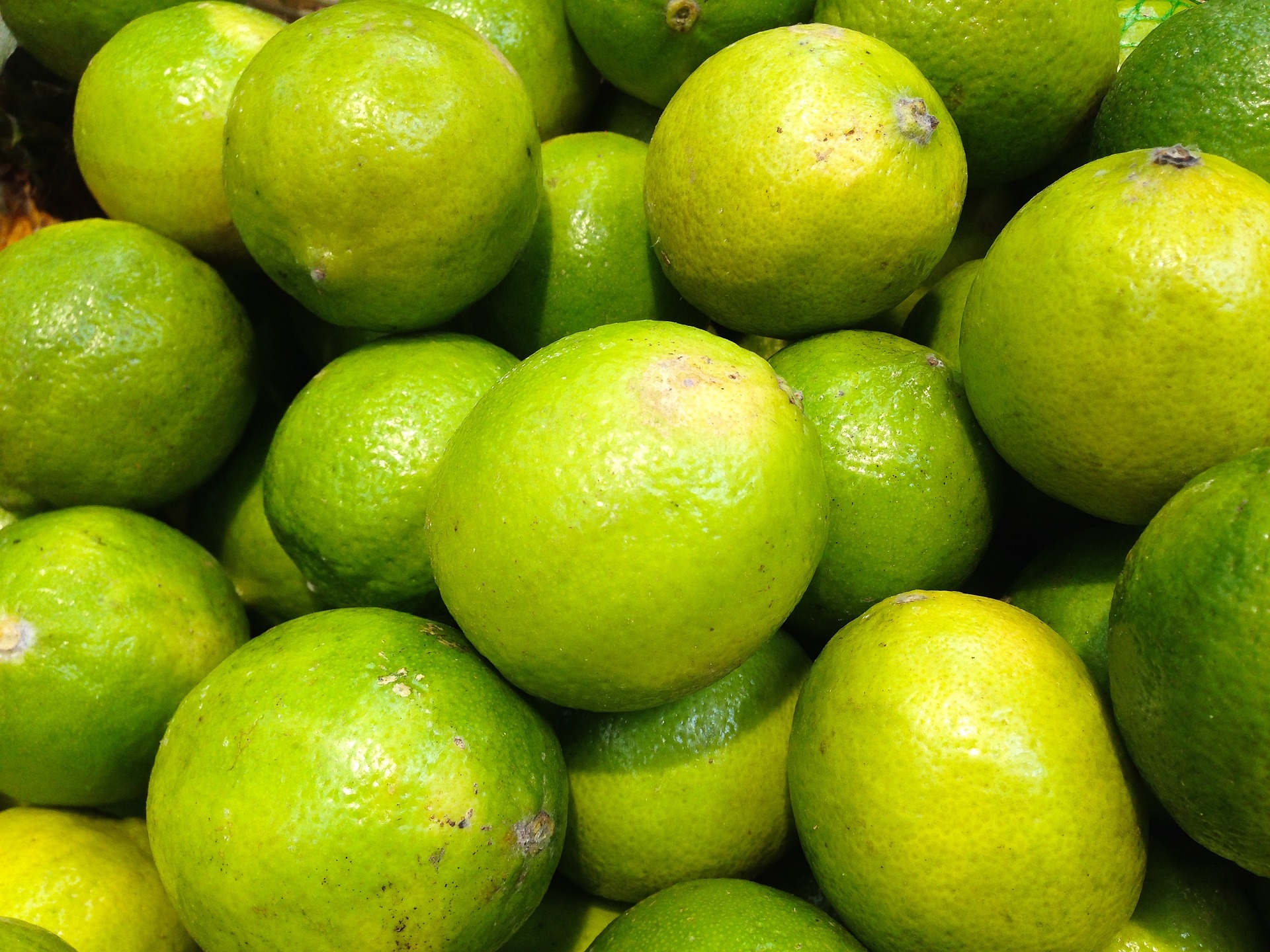 Tahiti Limette - Persische Limette - Citrus Latifolia