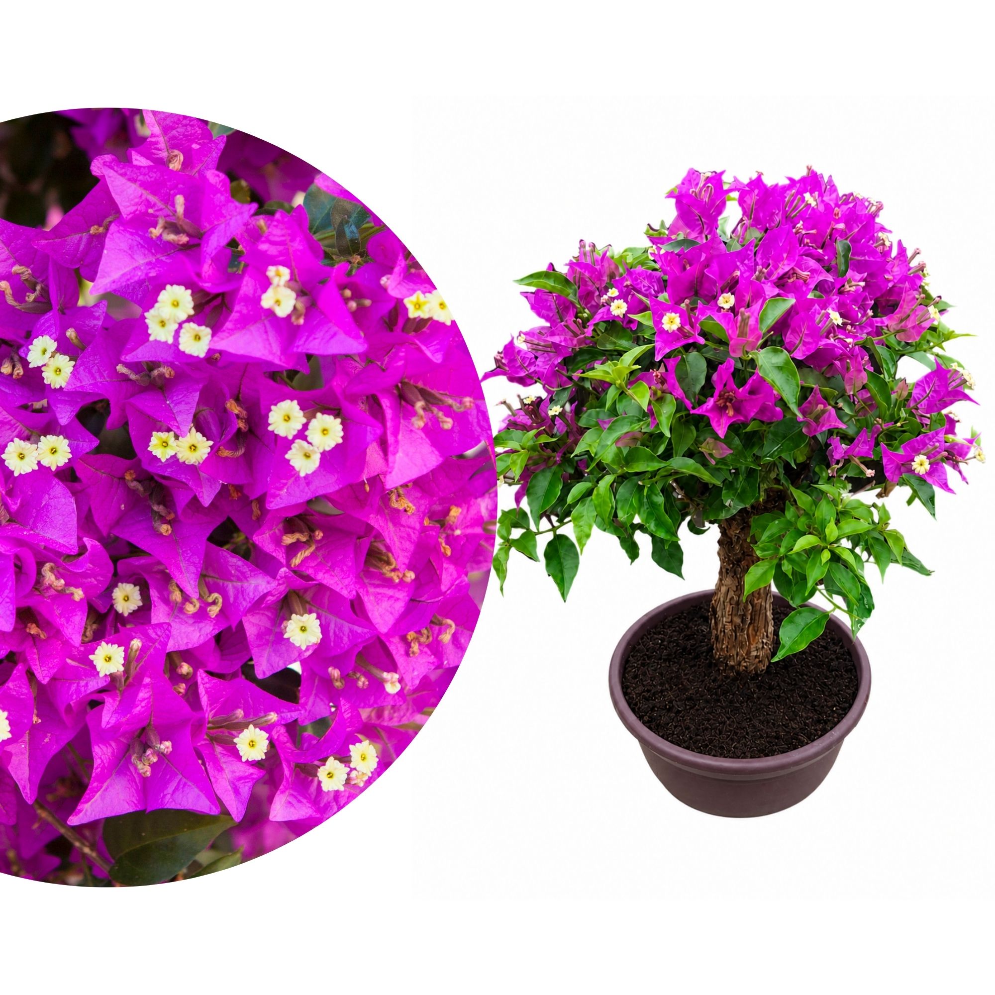 Bougainvillea Bonsai in Schale