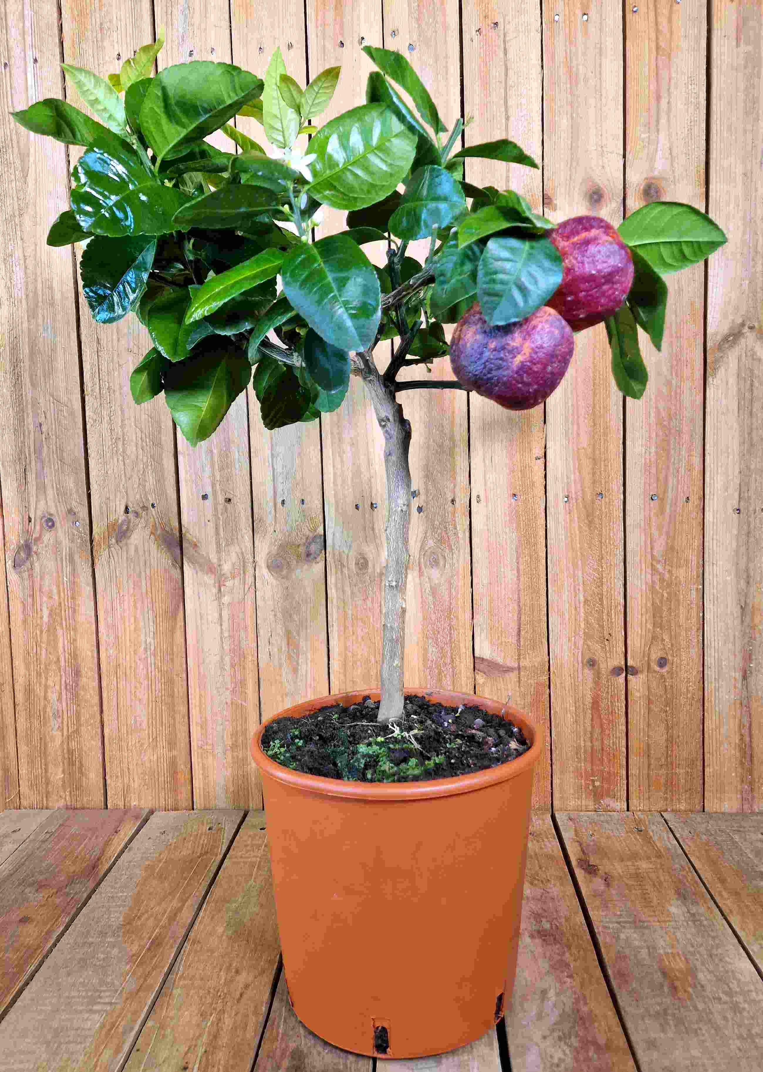 Orangenbaum 'Arcobal' - Citrus Sinensis 'Arcobal' - Regenbogen Orange
