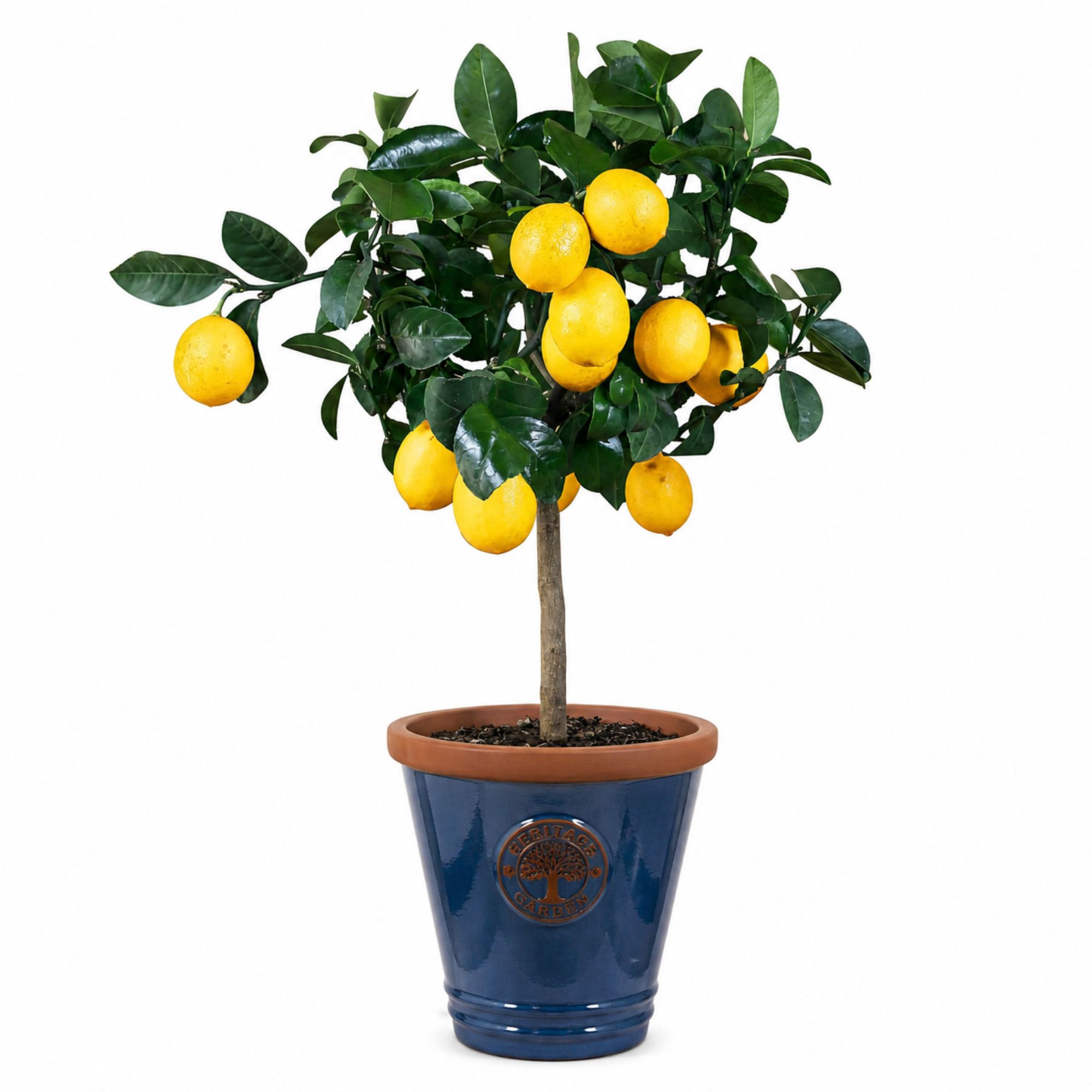 Terrakotta Pflanztopf - glasierter Blumentopf - verschiedene Farben