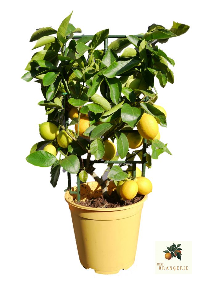 Zitronenbaum Spalier