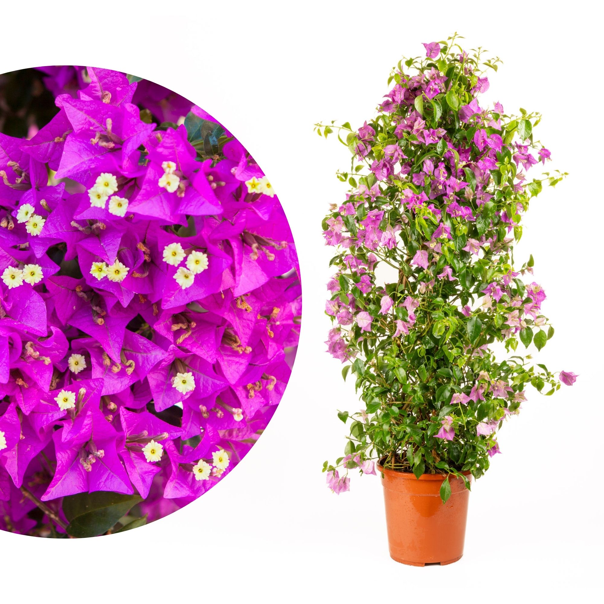 Bougainvillea Pyramide [Grande]