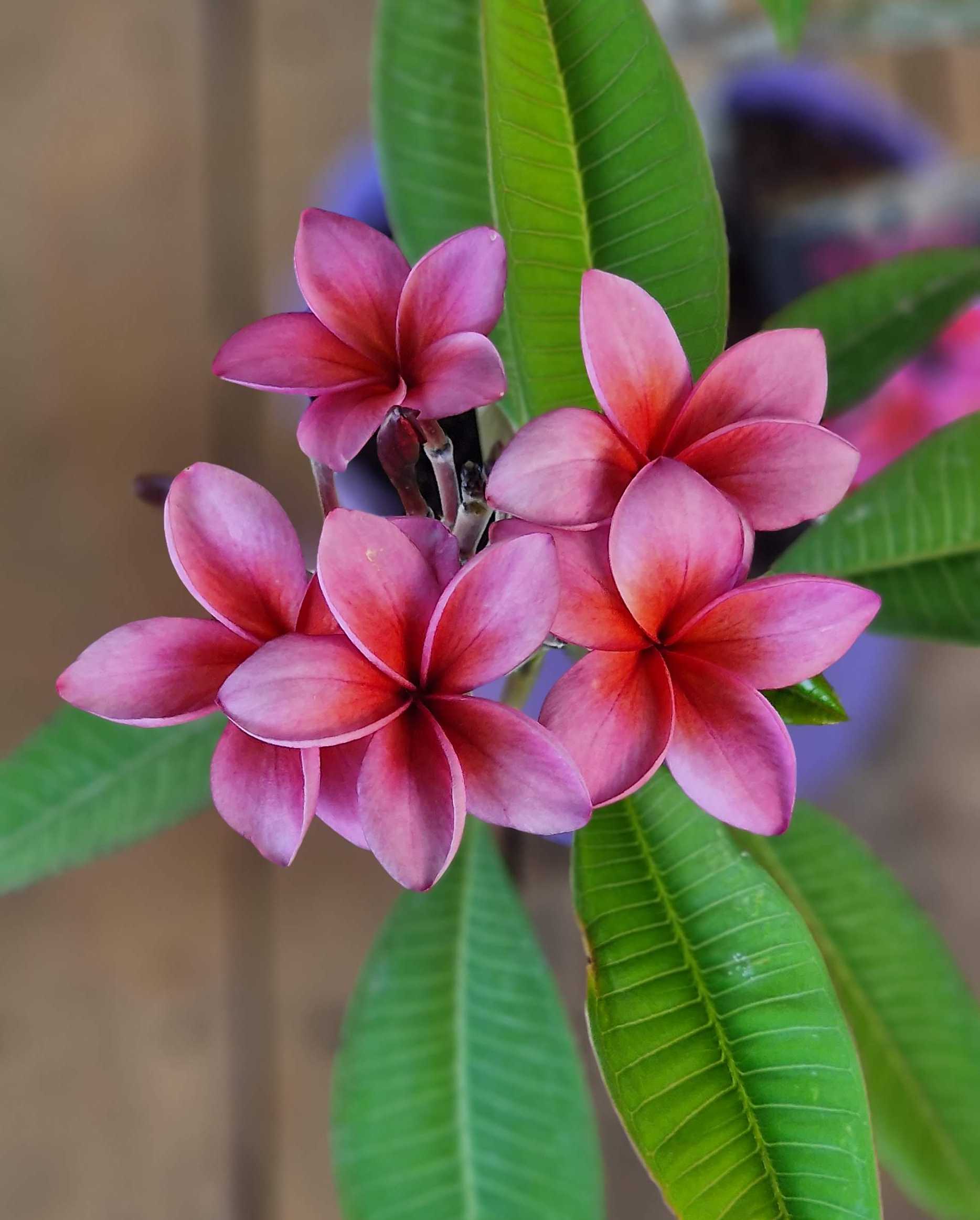 Frangipani Ø 20  "Epic" - Plumeria rubra - Pomelia