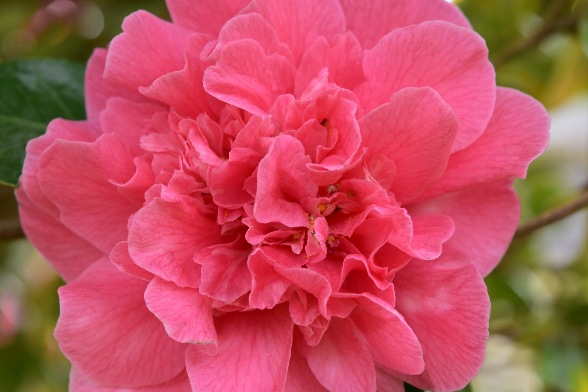 [RESTPOSTEN] Kamelie "Piccolo" Scentsation