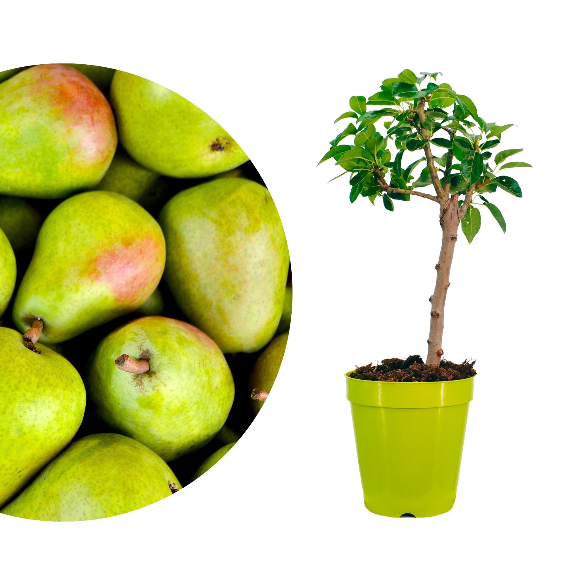 Zwergobst Stämmchen Birne - Zwergbirne - Birnbaum Zwergobst Stämmchen Birne - Zwergbirne - Birnbaum