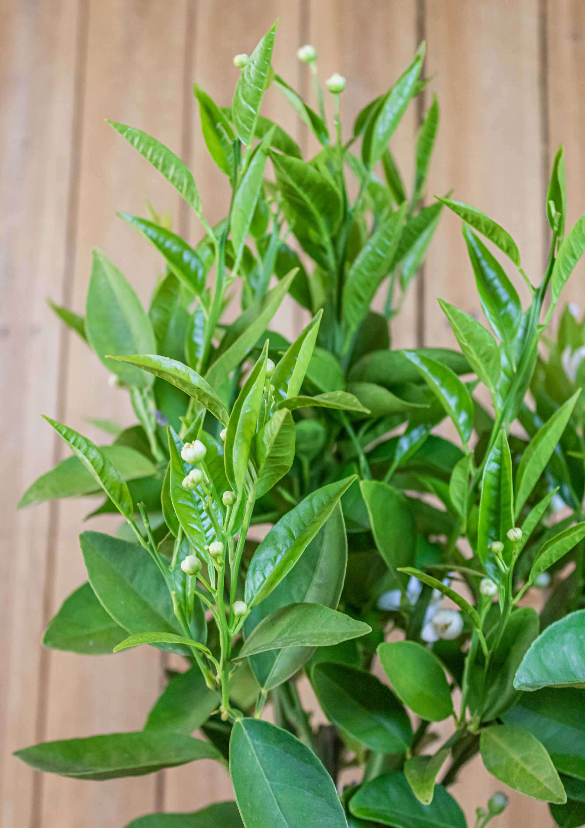 Blutorangenbaum Tarocco [MEZZO] - Citrus Sinensis 'Tarocco'