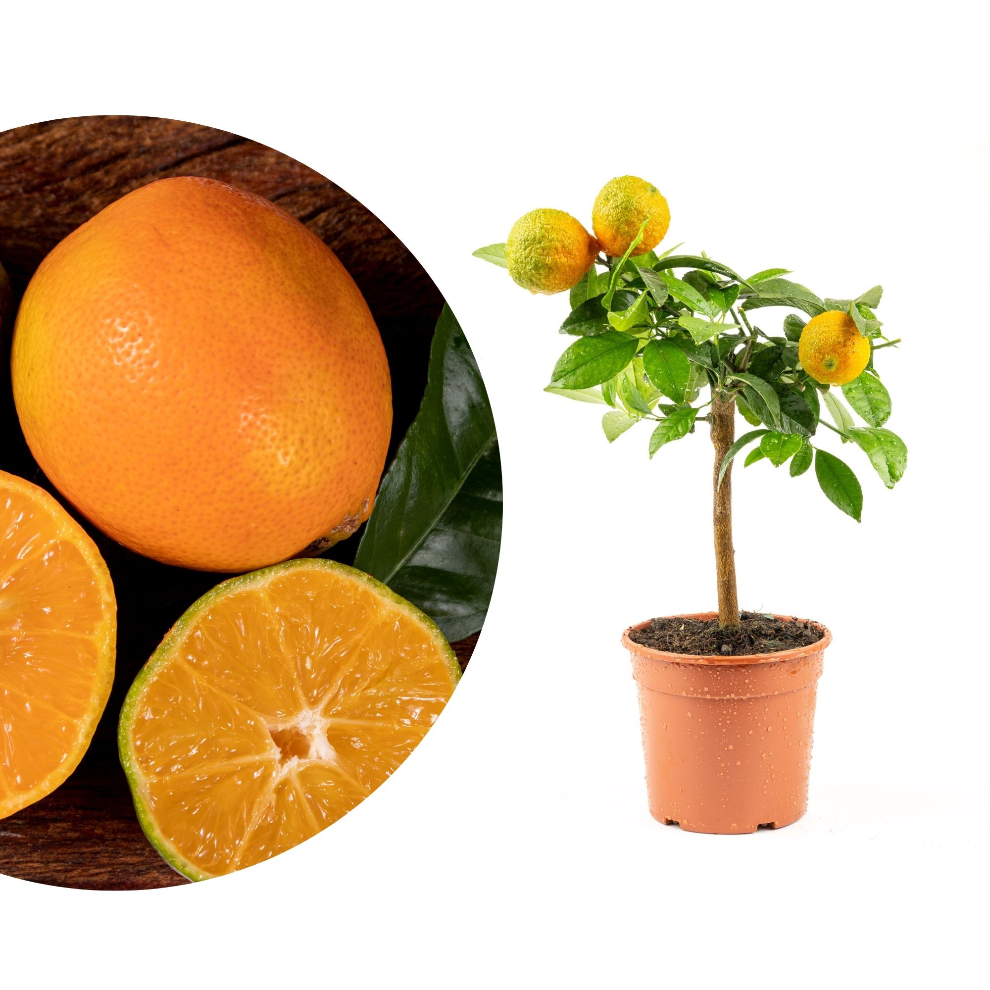 Rote Limette [Mini] - Citrus aurantifolia 'Limonia' 