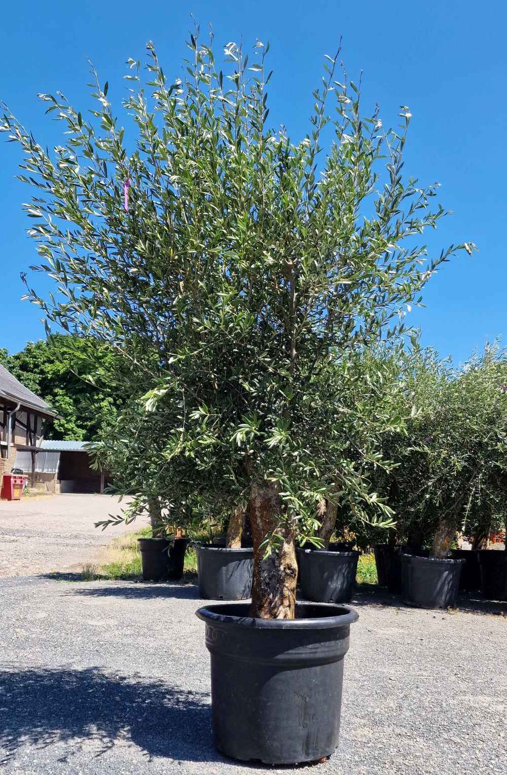 Olivenbaum [Superiore] - Olea europaea - echte Olive