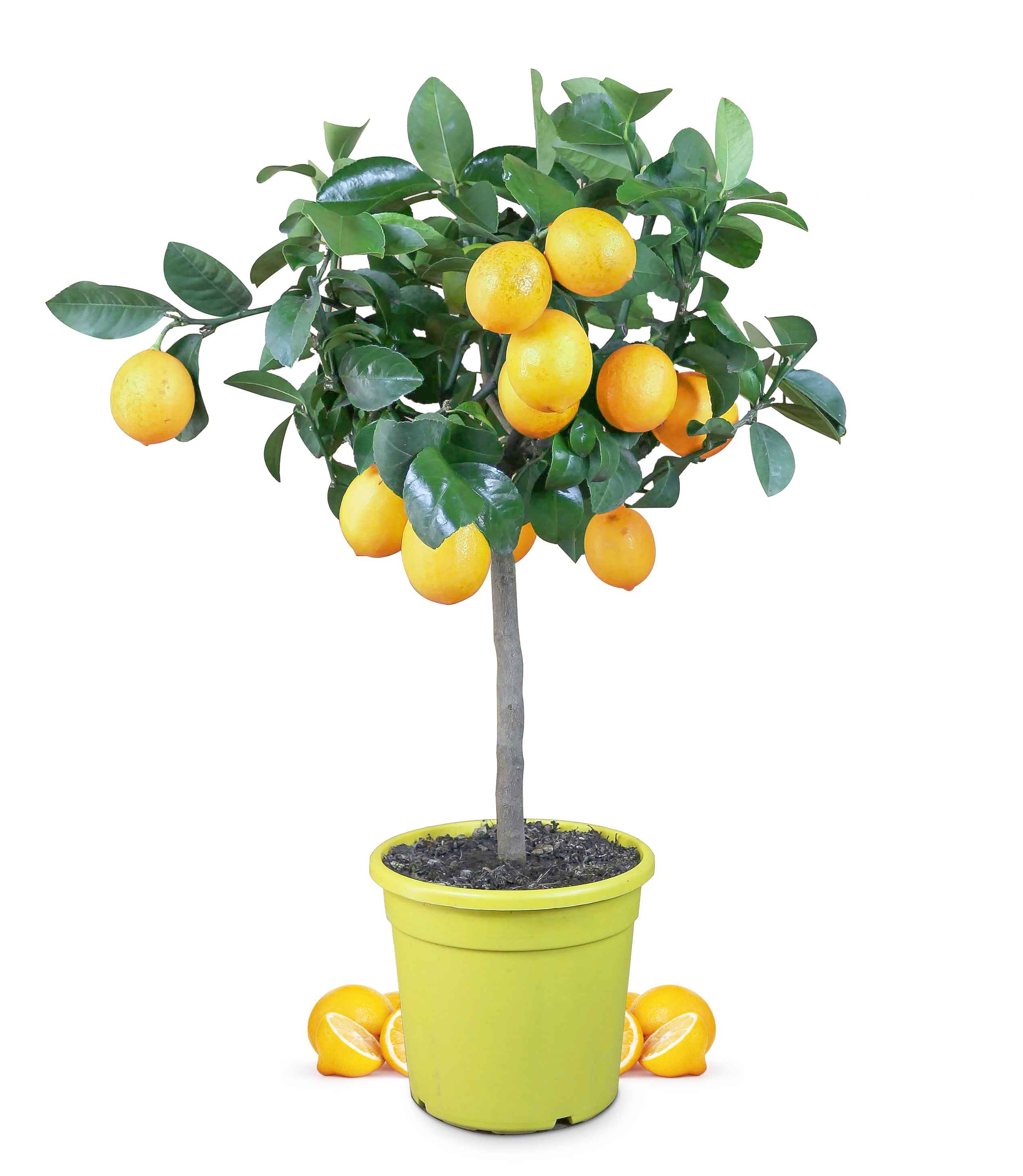 Meyer Zitrone - Citrus Limon 'meyeri' - Meyer Lemon