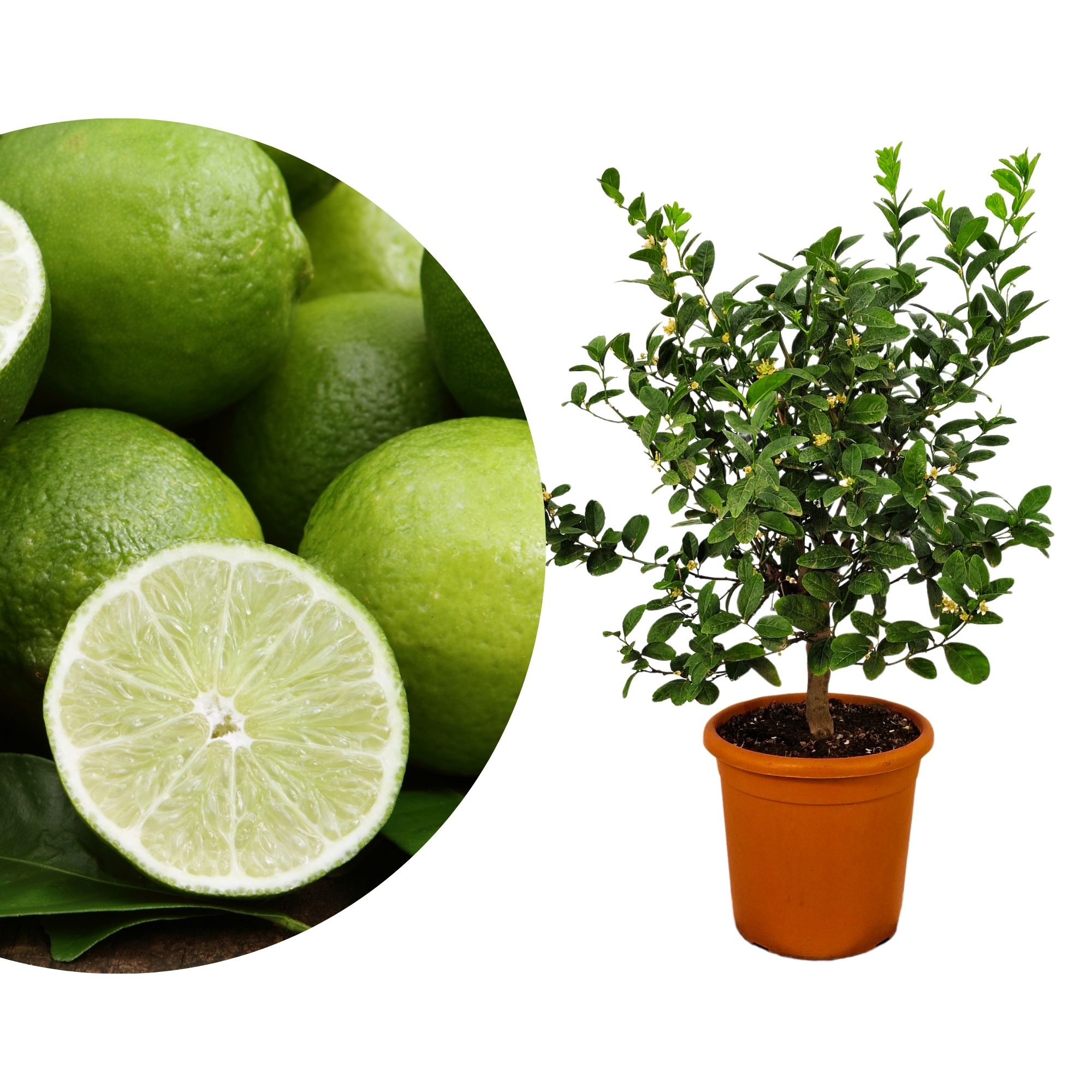 Mexikanische Limette Halbstamm [Grande]  - Echte Limette - Key Lime - Caipirinha Limette
