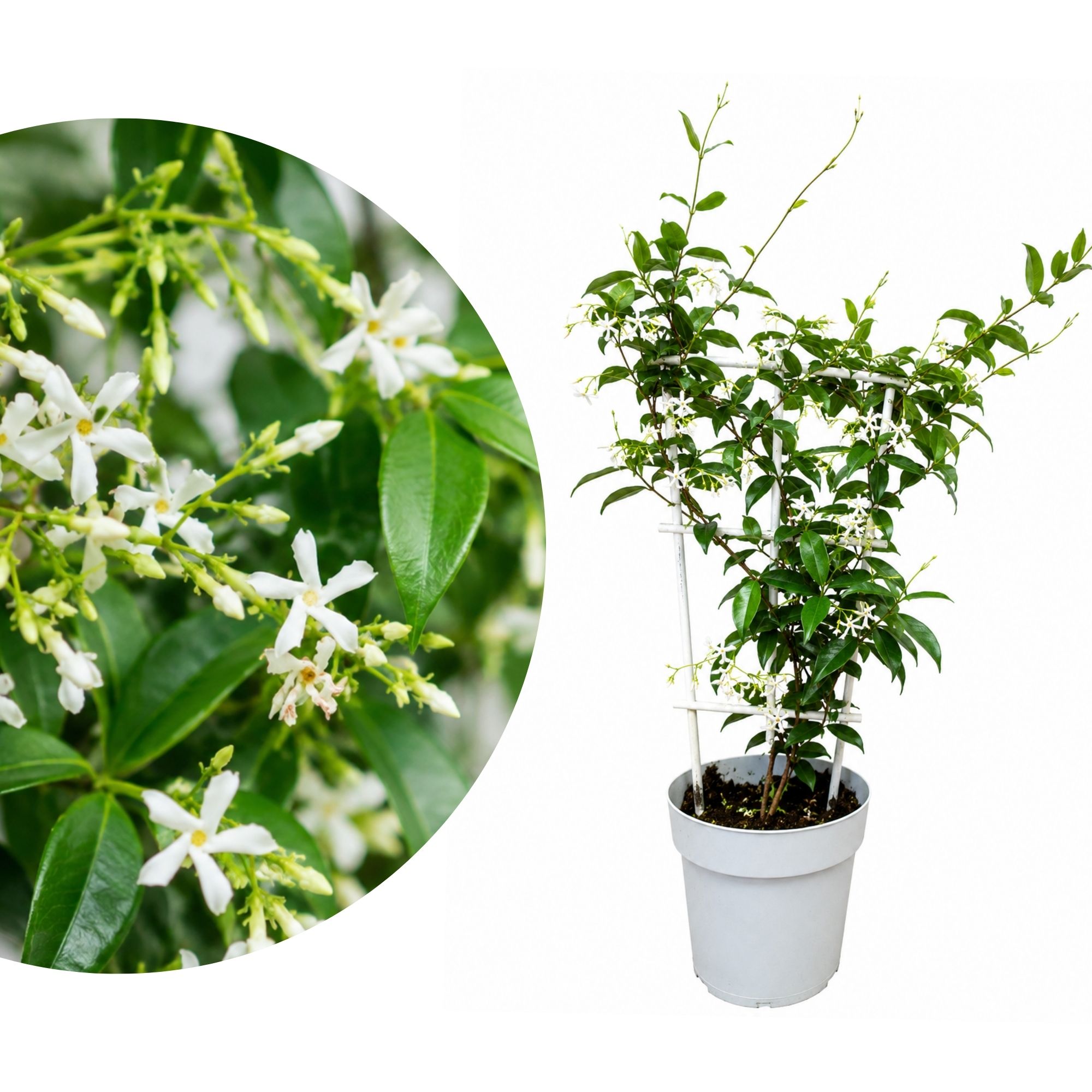 Sternjasmin ‘Star of Venice’ – Venezianischer Sternjasmin