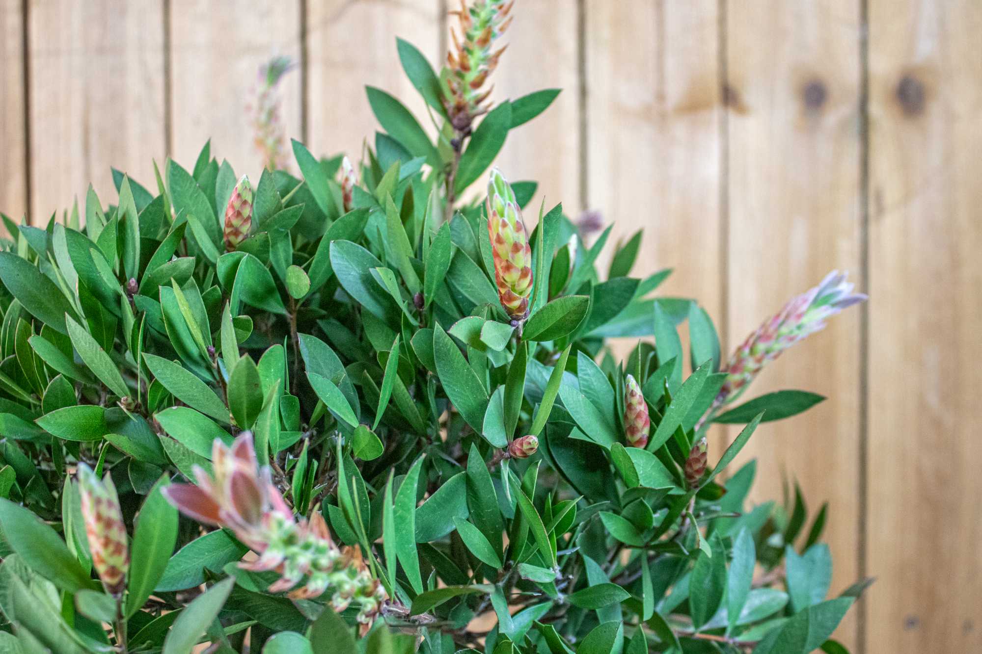 Zylinderputzer Stamm [Mezzo] - Callistemon Citrinus 