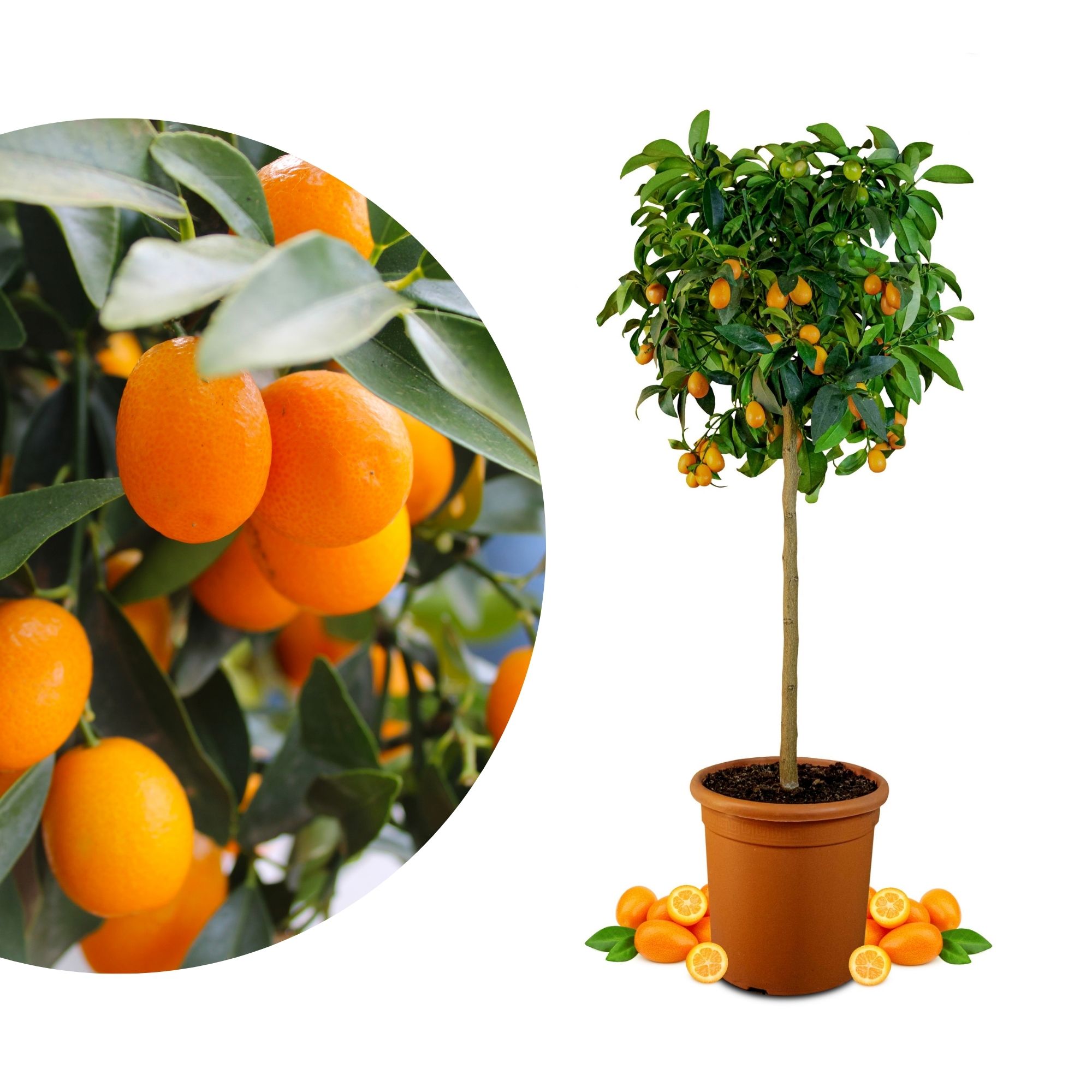 Kumquat [Grande]  - Citrus japonica - Fortunella margarita