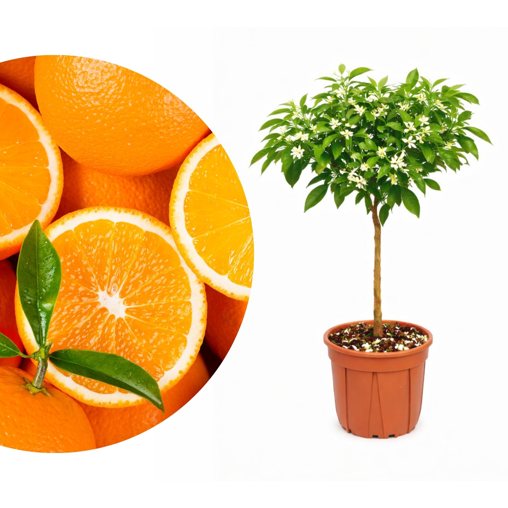 Orangenbaum - Sonder-Sorte: 'Navelina'