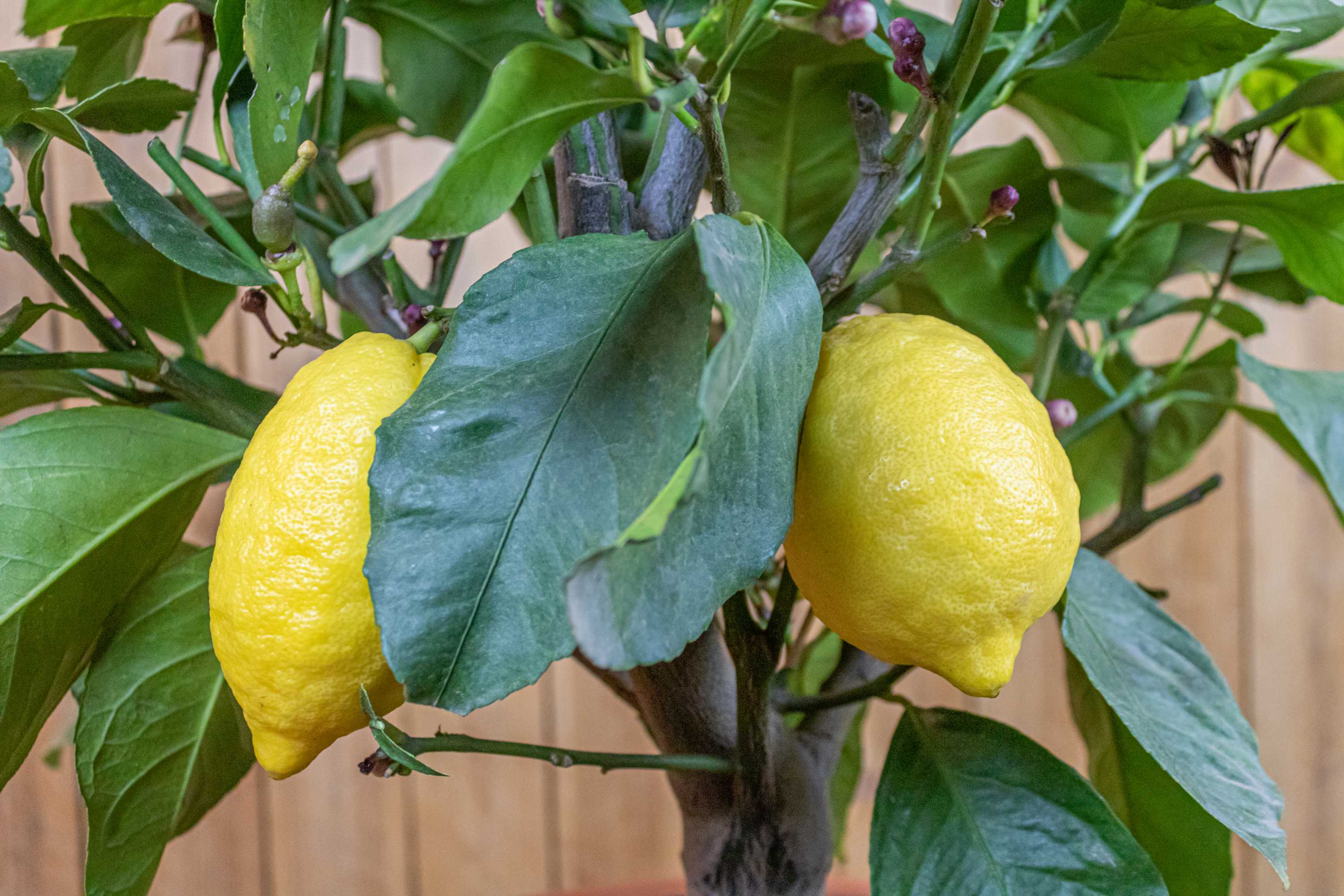 Zitronenbaum Halbstamm - Extra Dick - Citrus limon - echte Zitrone