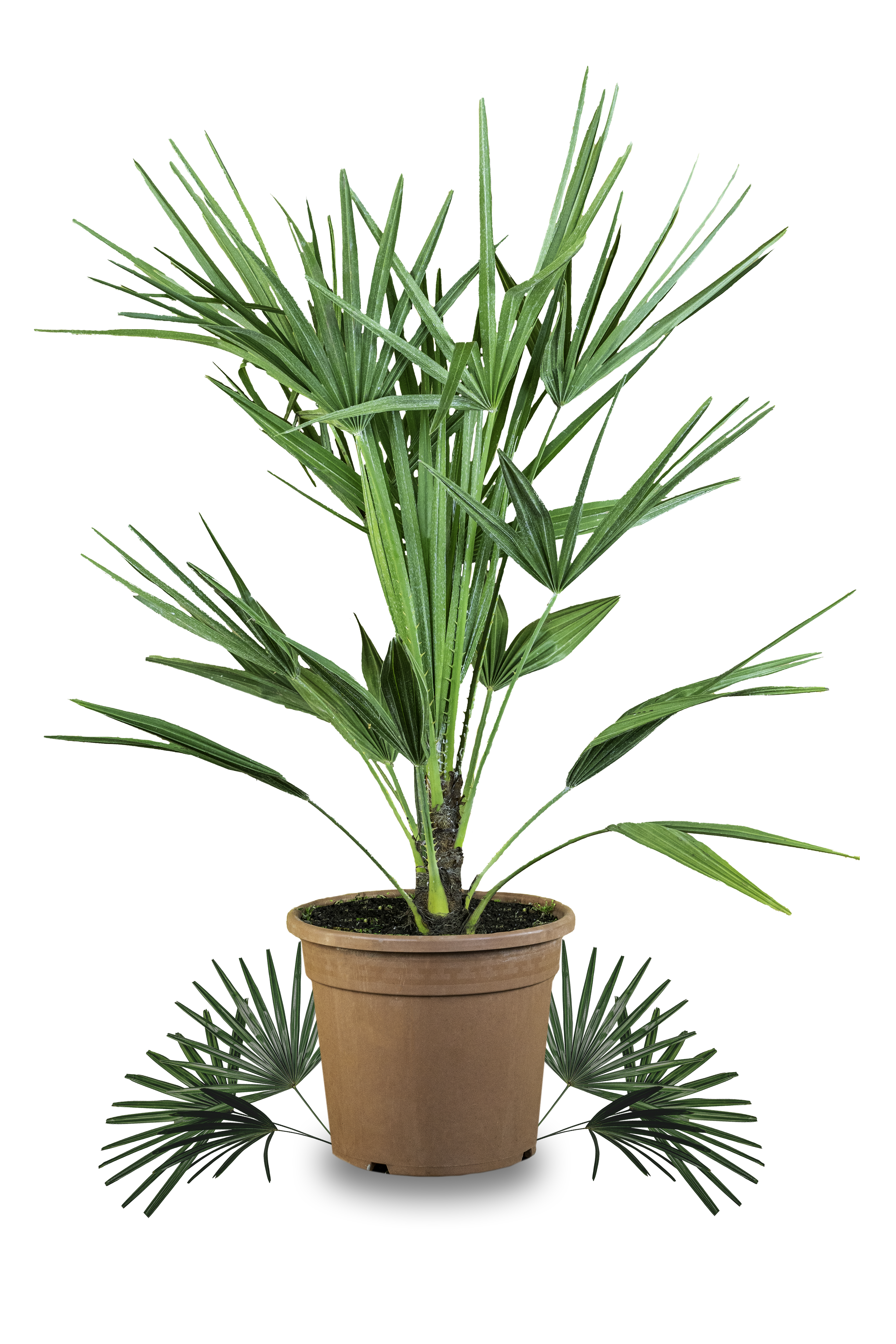 Mittelmeerpalme "Mezzo" - Zwergpalme -  Chamaerops Humilis