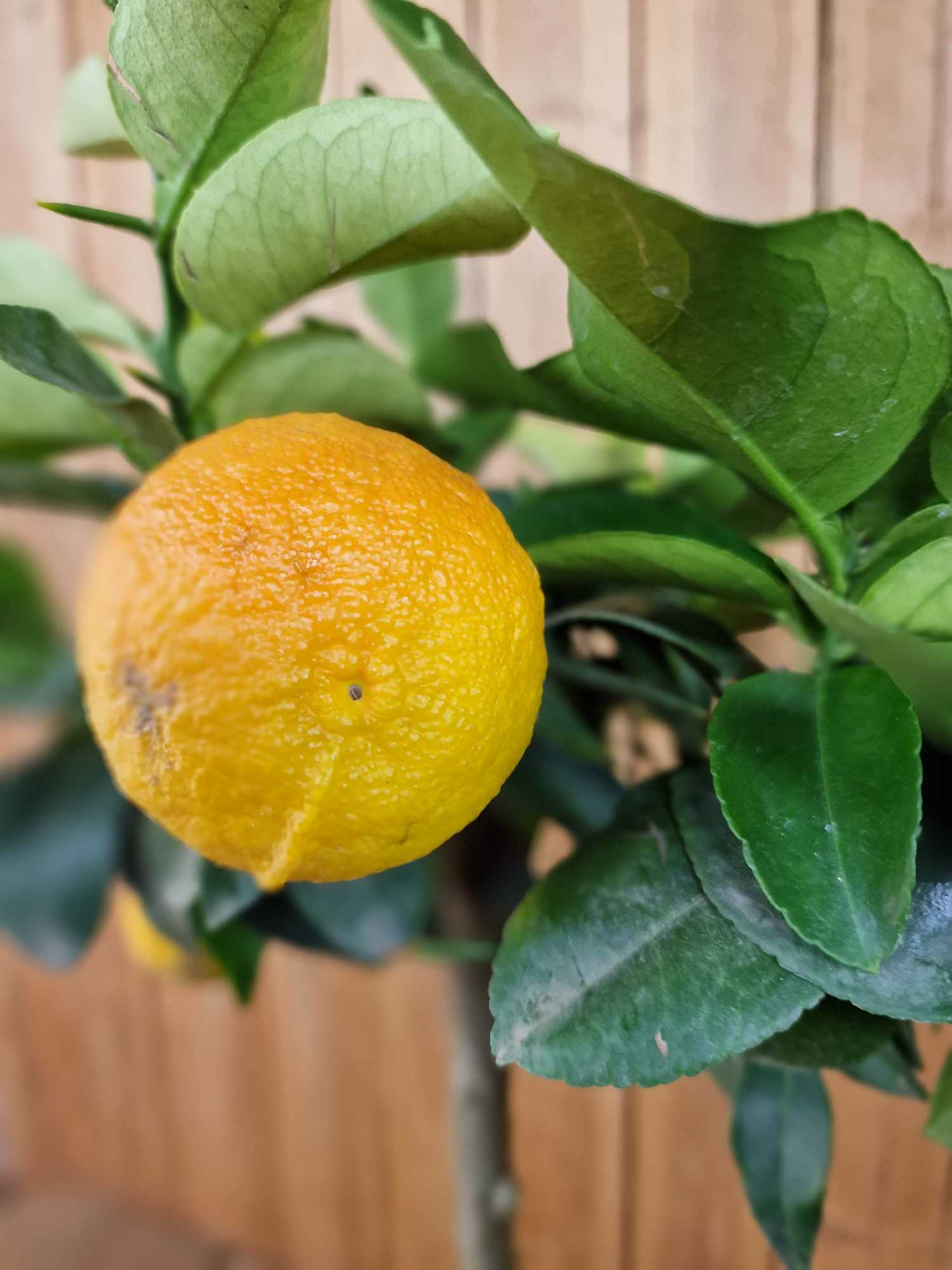 Yuzu [Mezzo] - Citrus junos -  [Citrus ichangensis × Citrus reticulata]