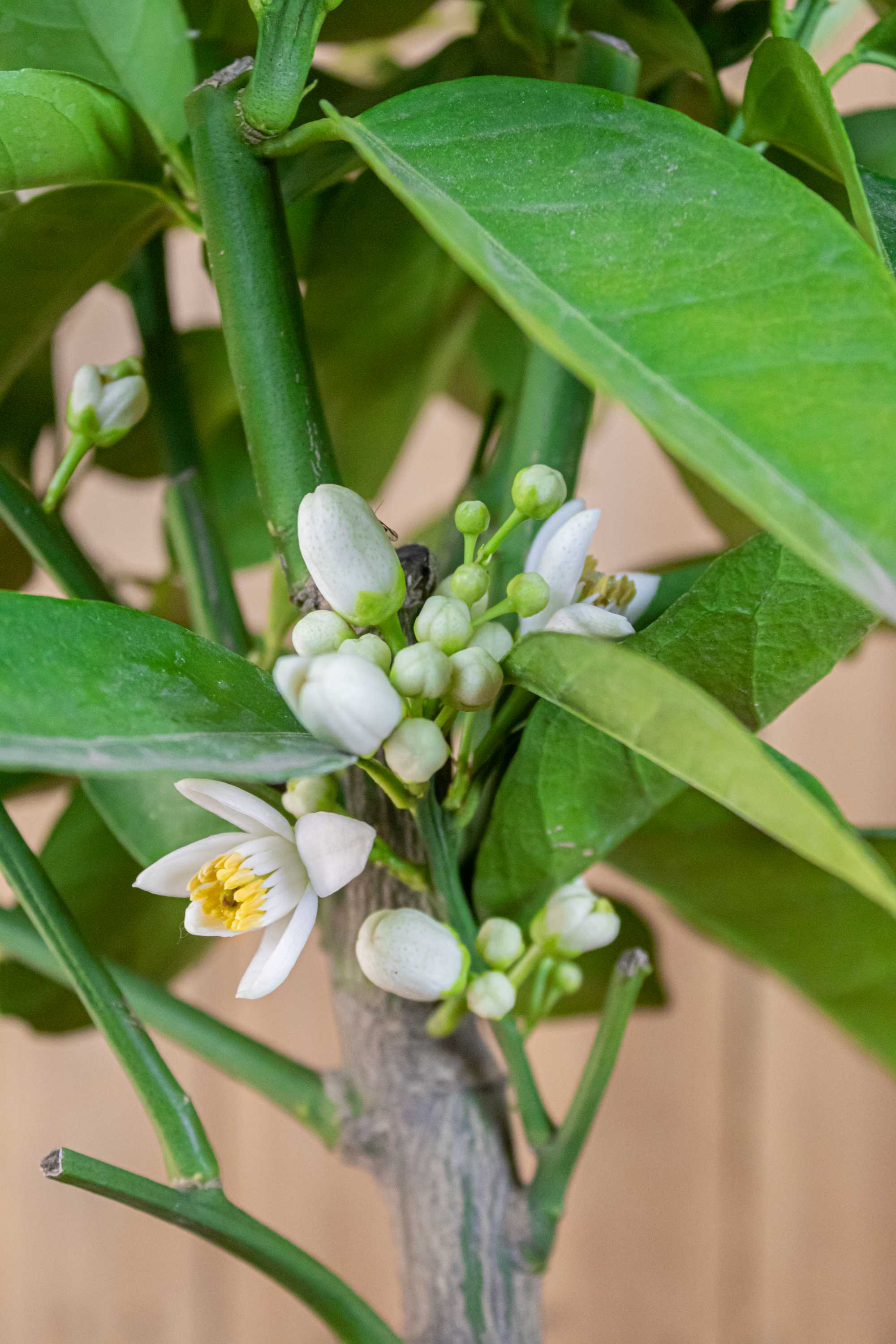 Blutorangenbaum Tarocco [MEZZO] - Citrus Sinensis 'Tarocco'
