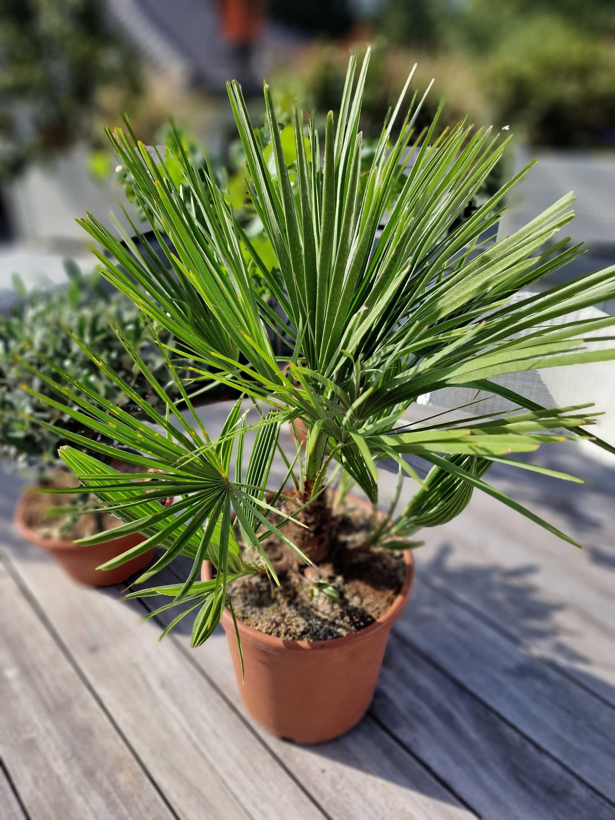 Mittelmeerpalme [Mezzo] - Zwergpalme -  Chamaerops Humilis