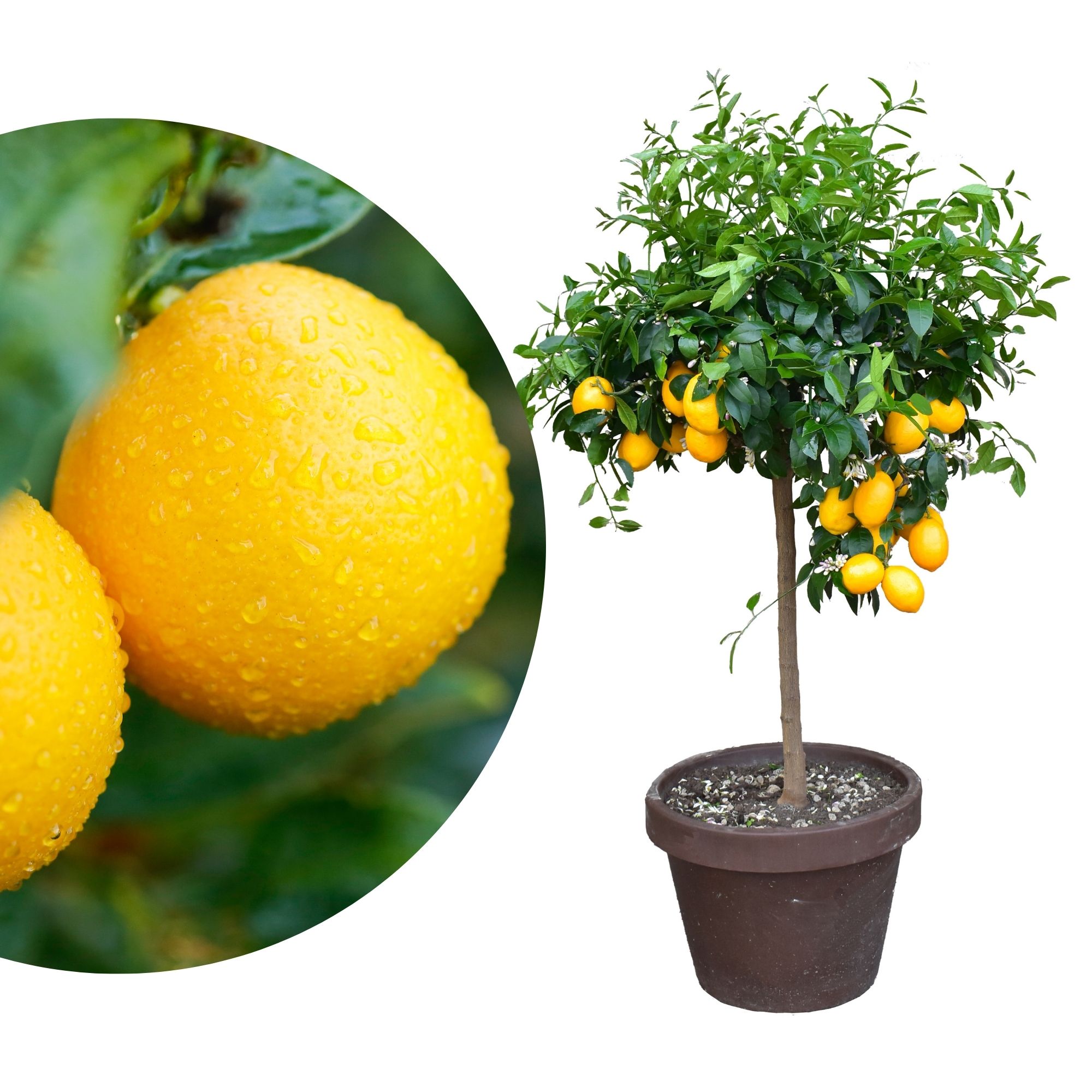 Meyer Zitrone [Molto Grande] - Citrus Limon 'meyeri' - Meyer Lemon