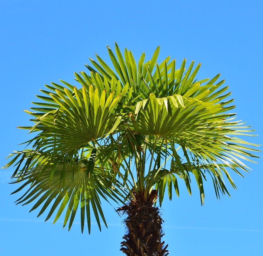 Palme Trachycarpus "Mezzo"