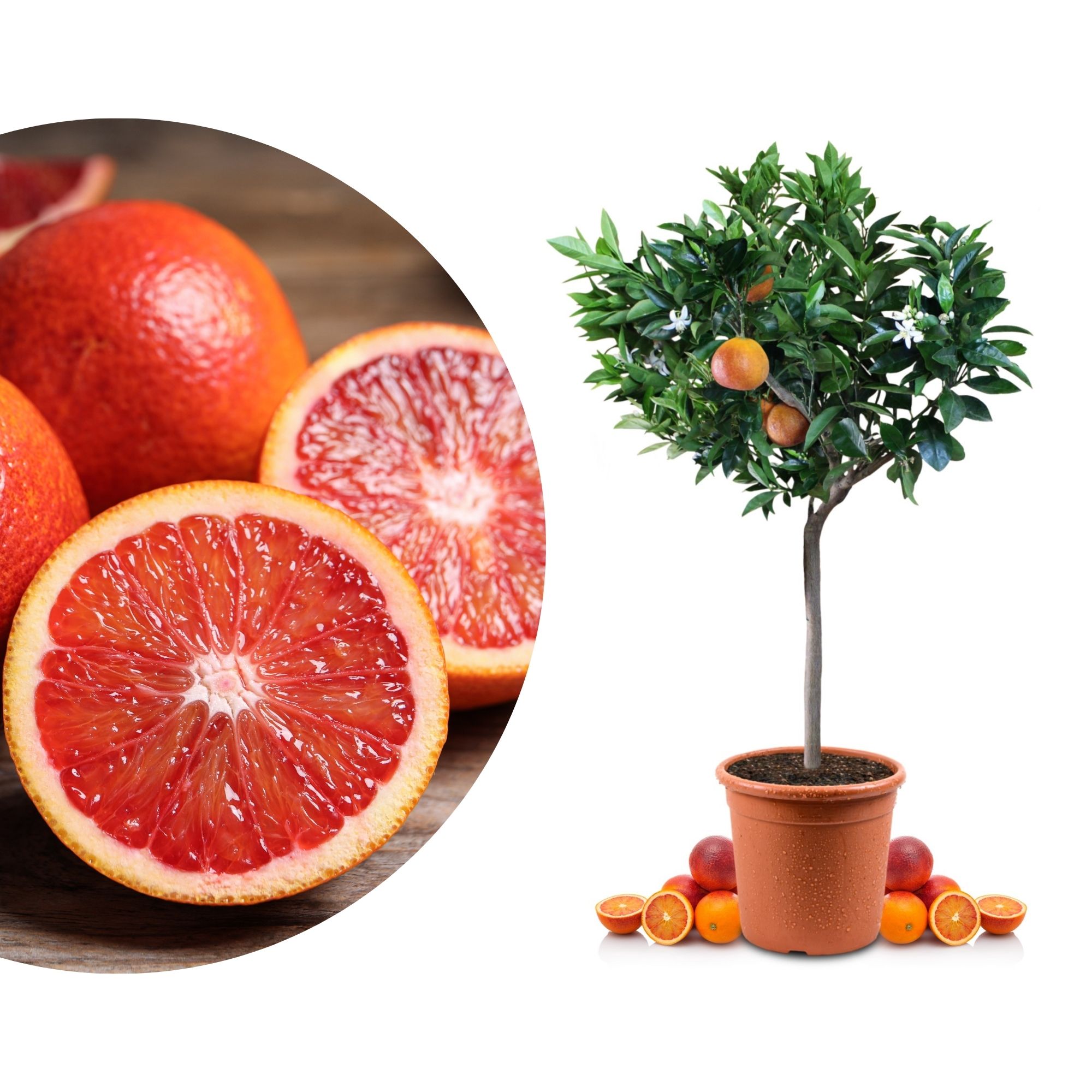 Blutorangenbaum Sanguinello - Citrus Sinensis 'Sanguinello' Blutorangenbaum Sanguinello - Citrus Sinensis 'Sanguinello'