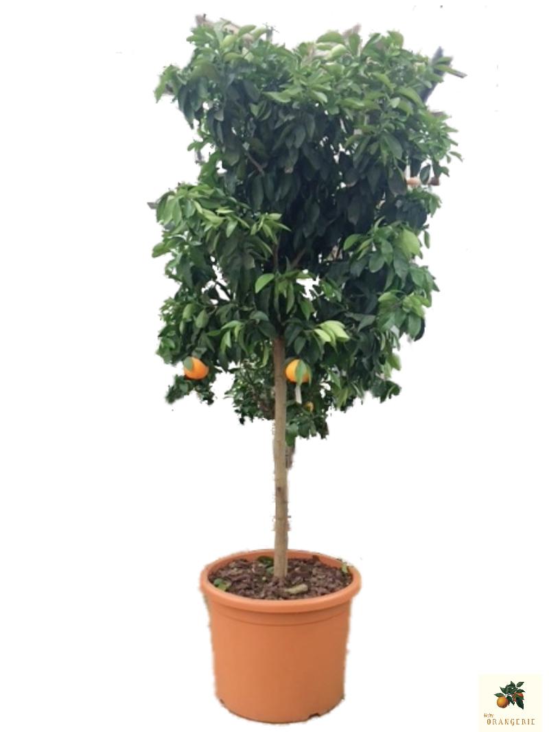 Orangenbaum [SUPERIORE] - Citrus Sinensis