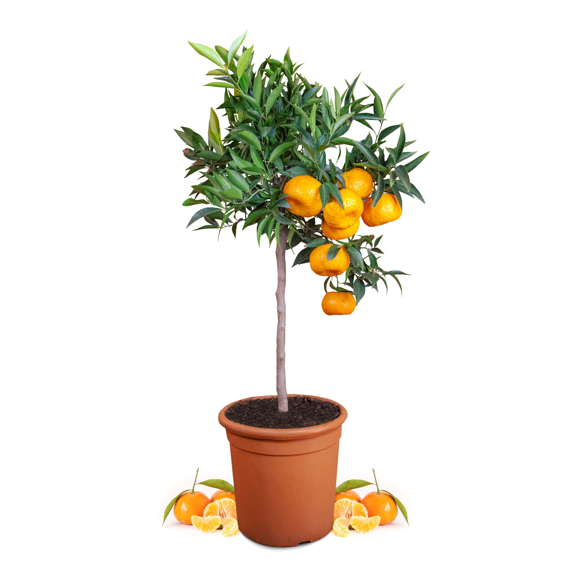 Mandarinenbaum [Mezzo] - Citrus deliciosa - Citrus reticulata