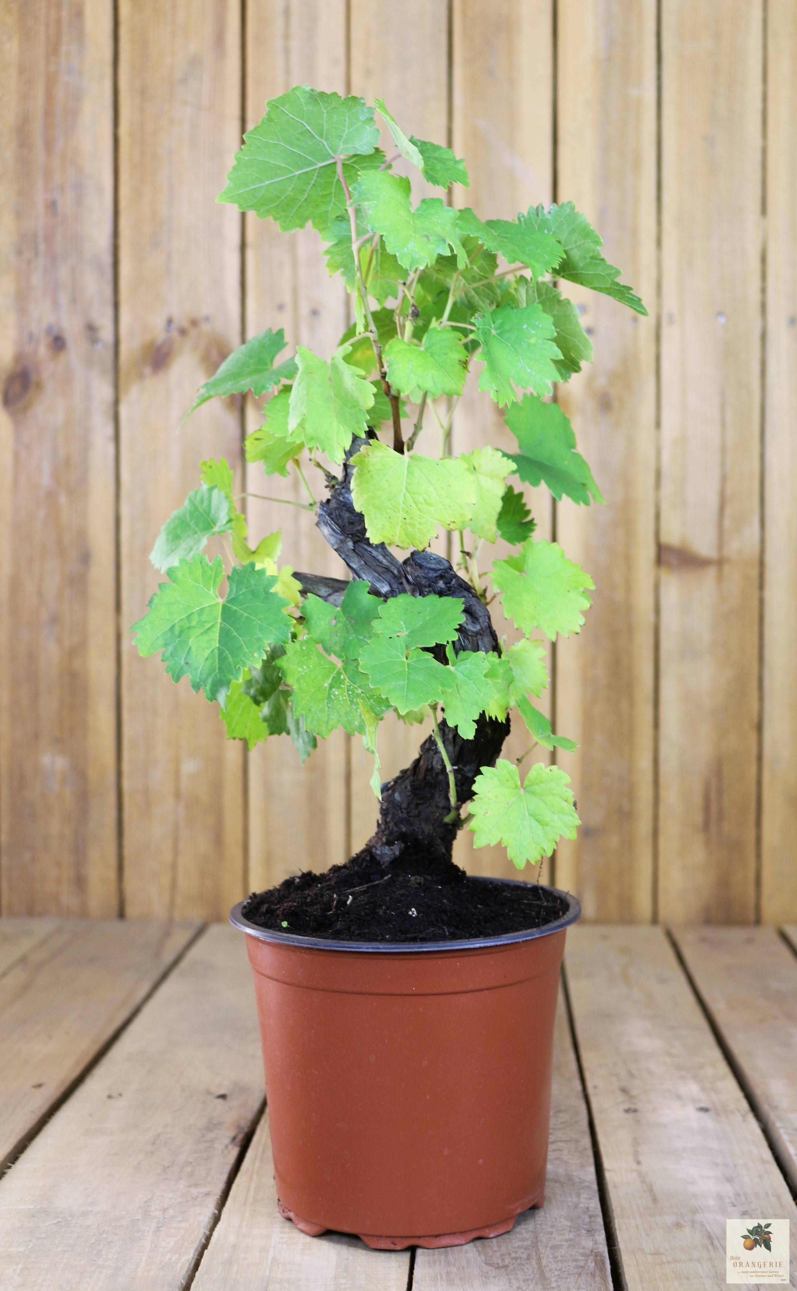 Weiße Weinrebe Bonsai "Piccolo"