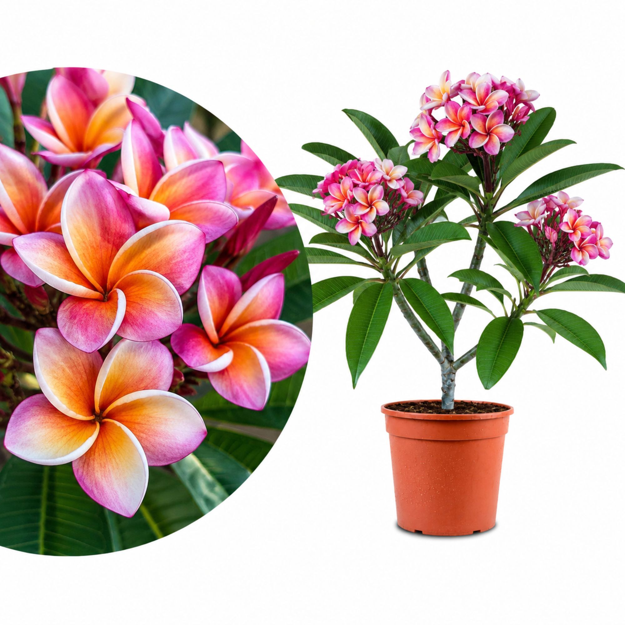 Frangipani Ø 20 'Pottpourri' - Plumeria rubra - Pomelia