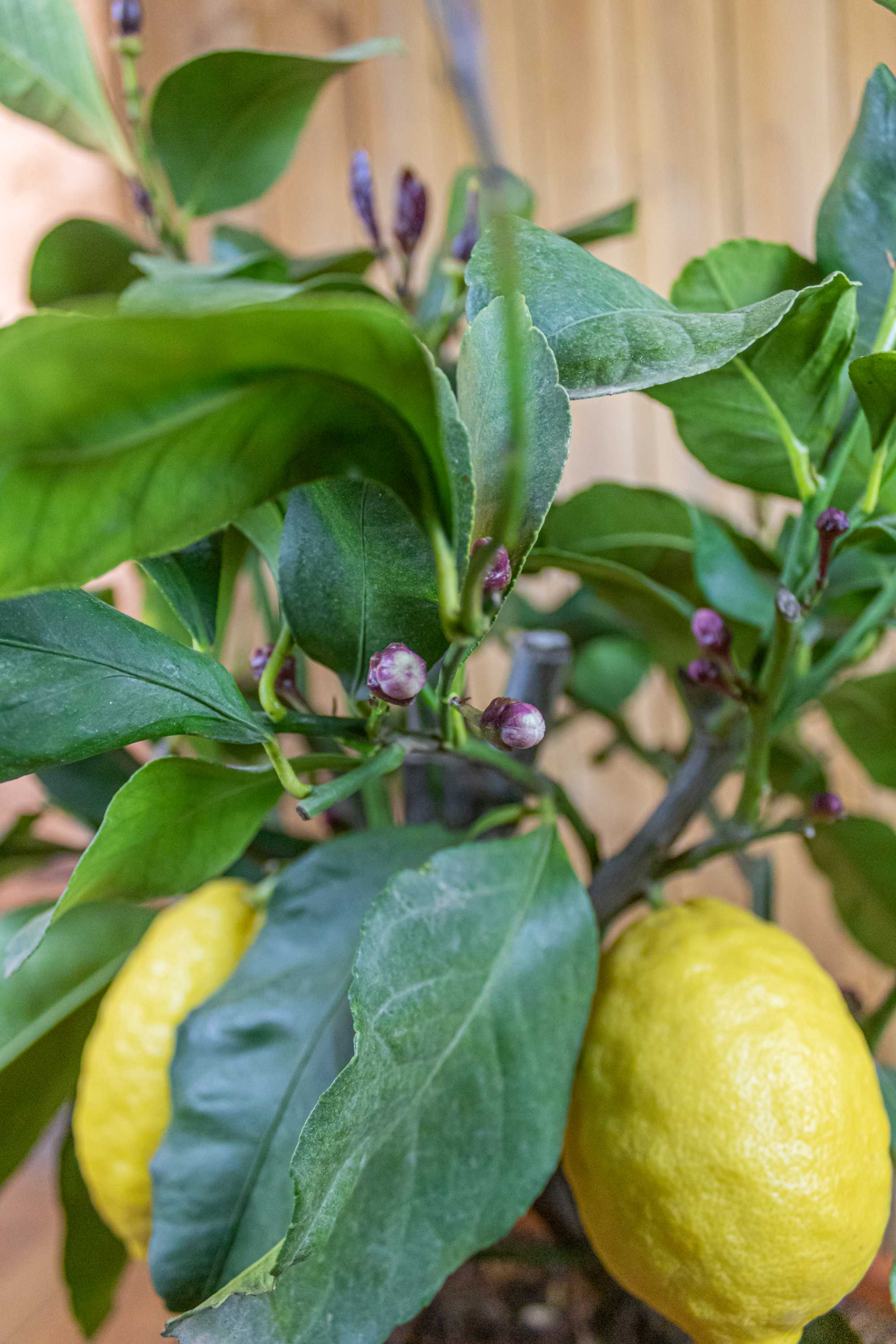 Zitronenbaum Halbstamm - Citrus Limon - echte Zitrone