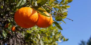 Clementine