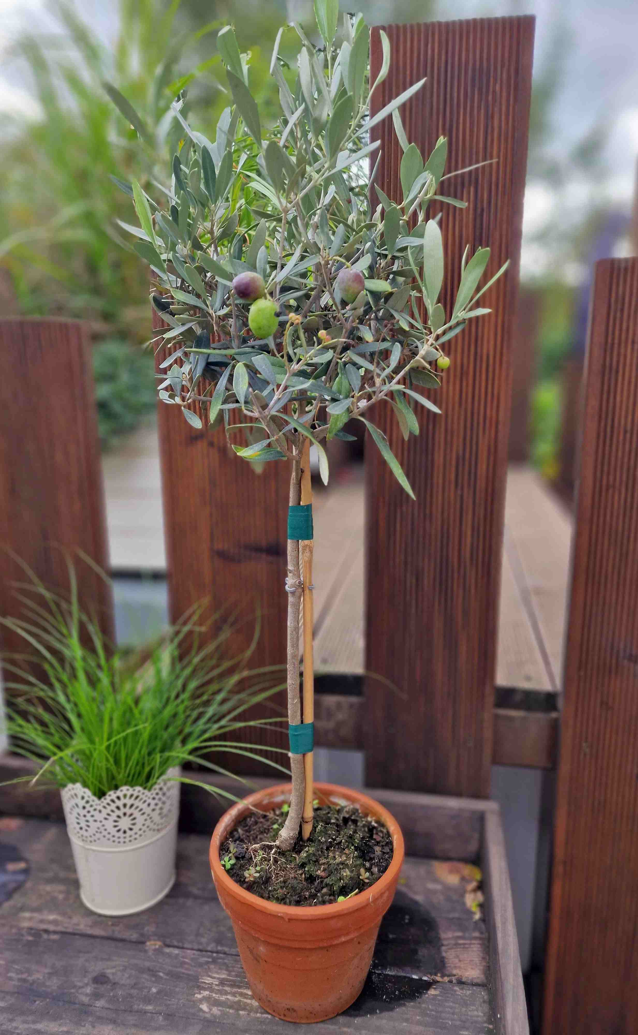 Olivenbaum "Piccolo" - Stämmchen im Terracotta-Topf 