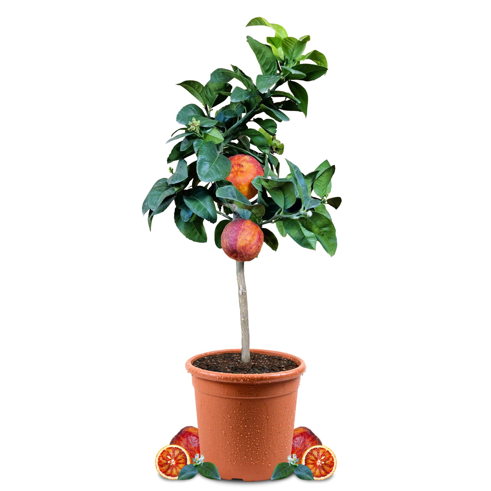 [RESTPOSTEN] Orangenbaum 'Arcobal' - Citrus Sinensis 'Arcobal' - Regenbogen Orange